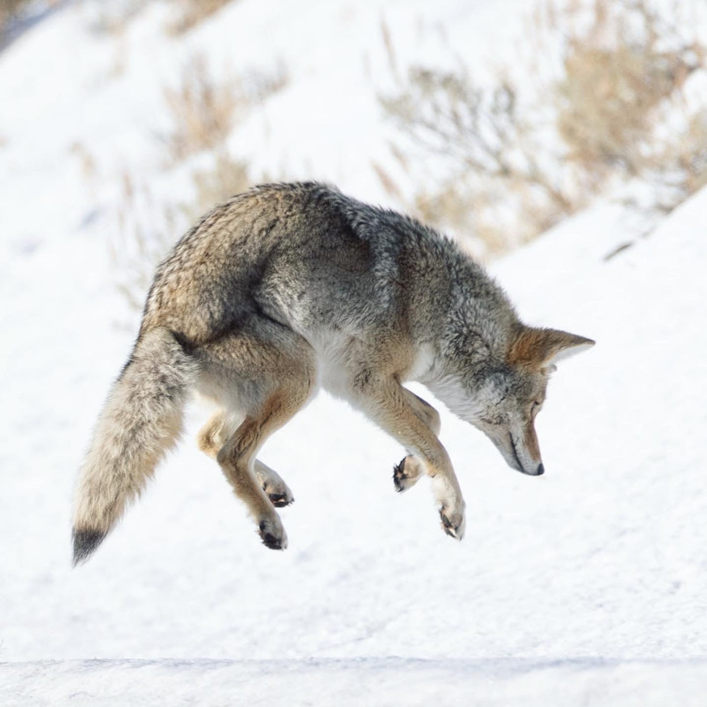 Yellowstone Winter - 2026
