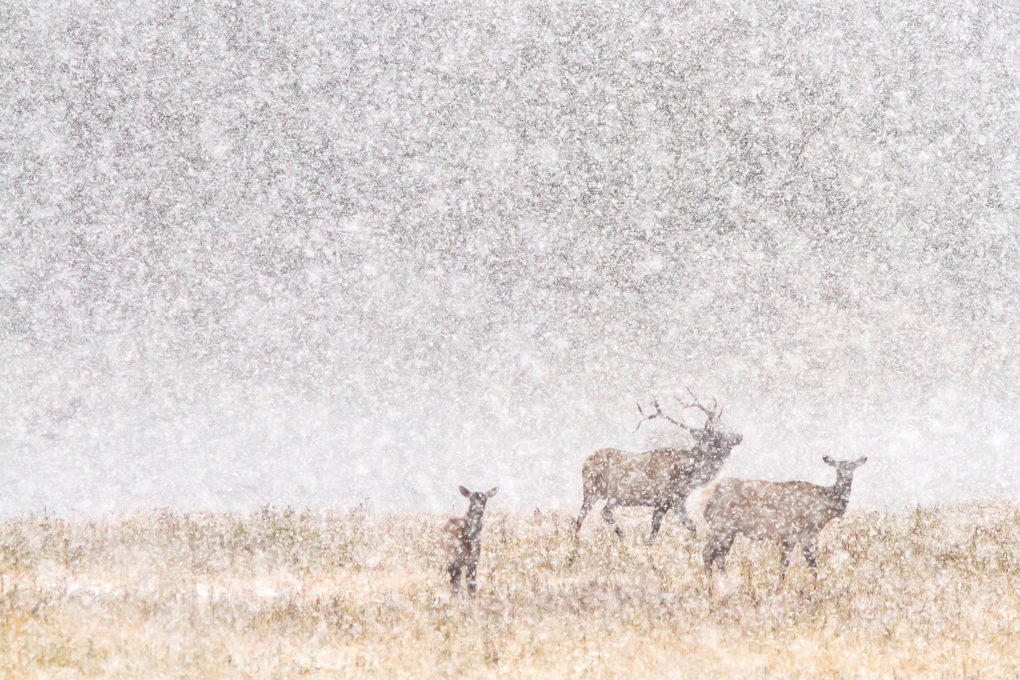 Yellowstone Fall - 2025