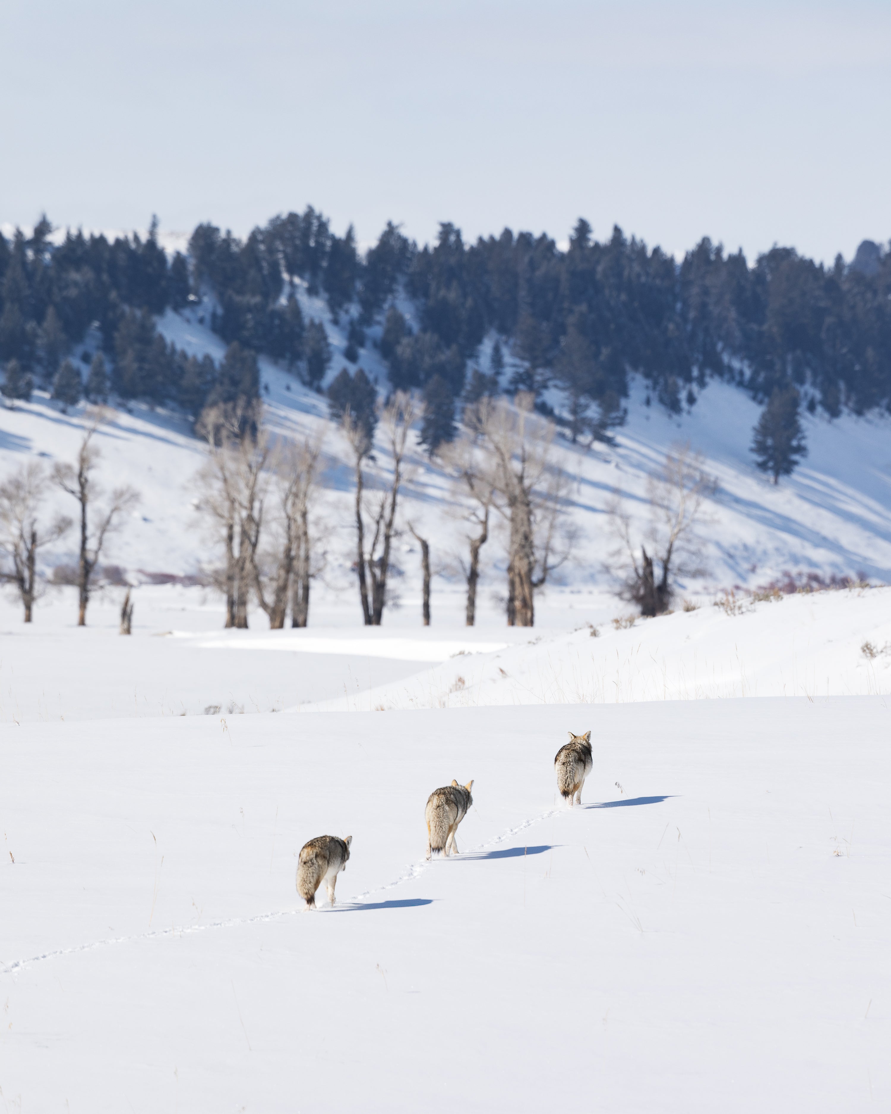 Yellowstone Winter - 2026