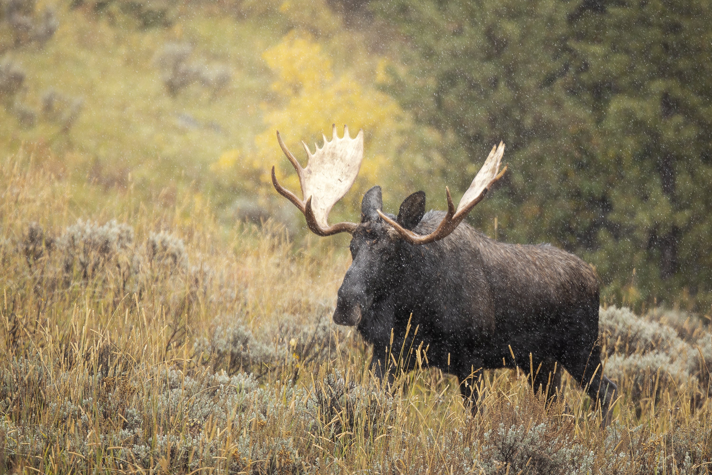 Yellowstone Fall - 2025
