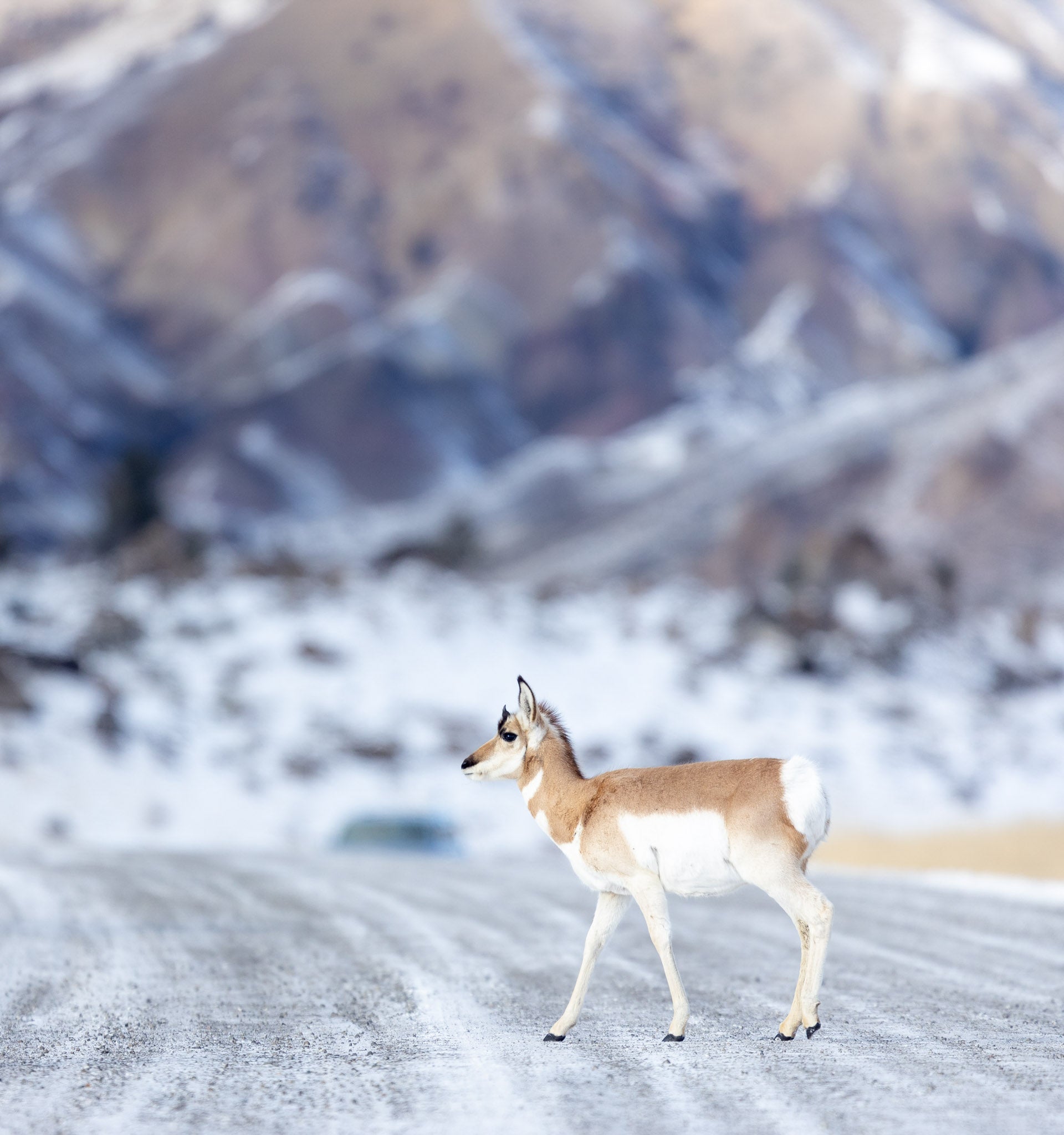 Yellowstone Winter - 2026