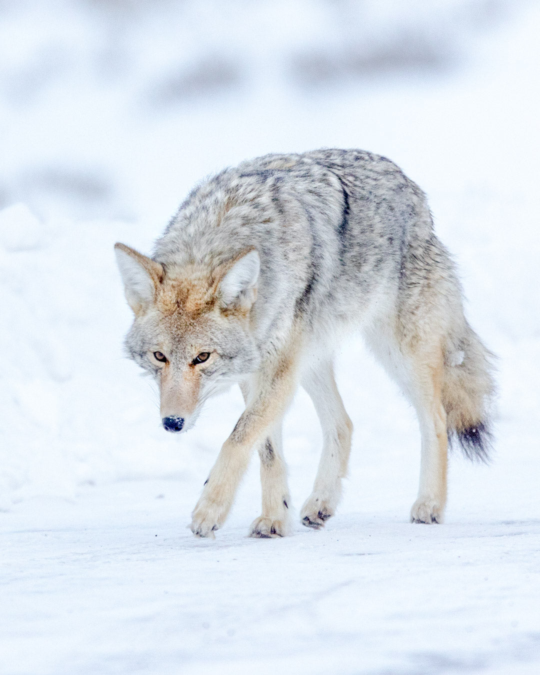 Yellowstone Winter - 2026