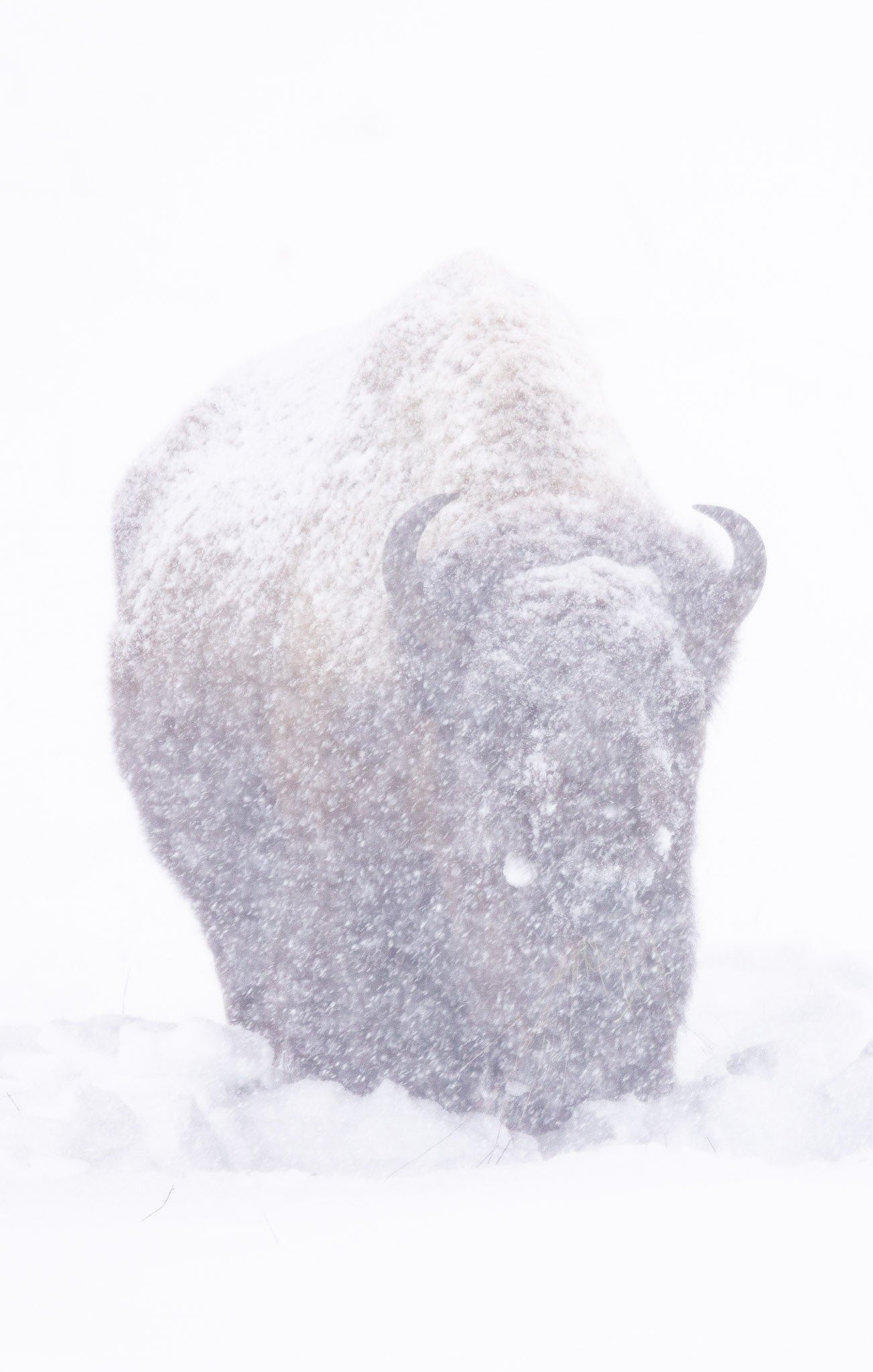 Yellowstone Winter - 2026