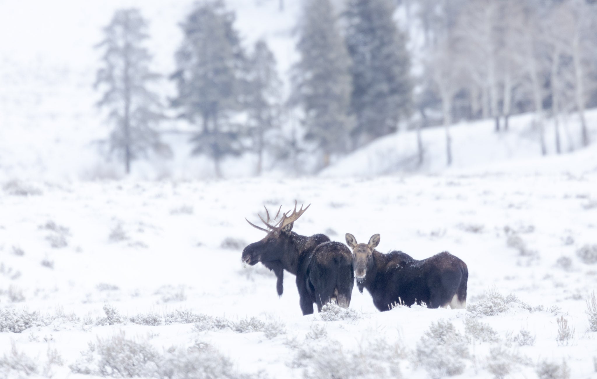 Yellowstone Winter - 2026