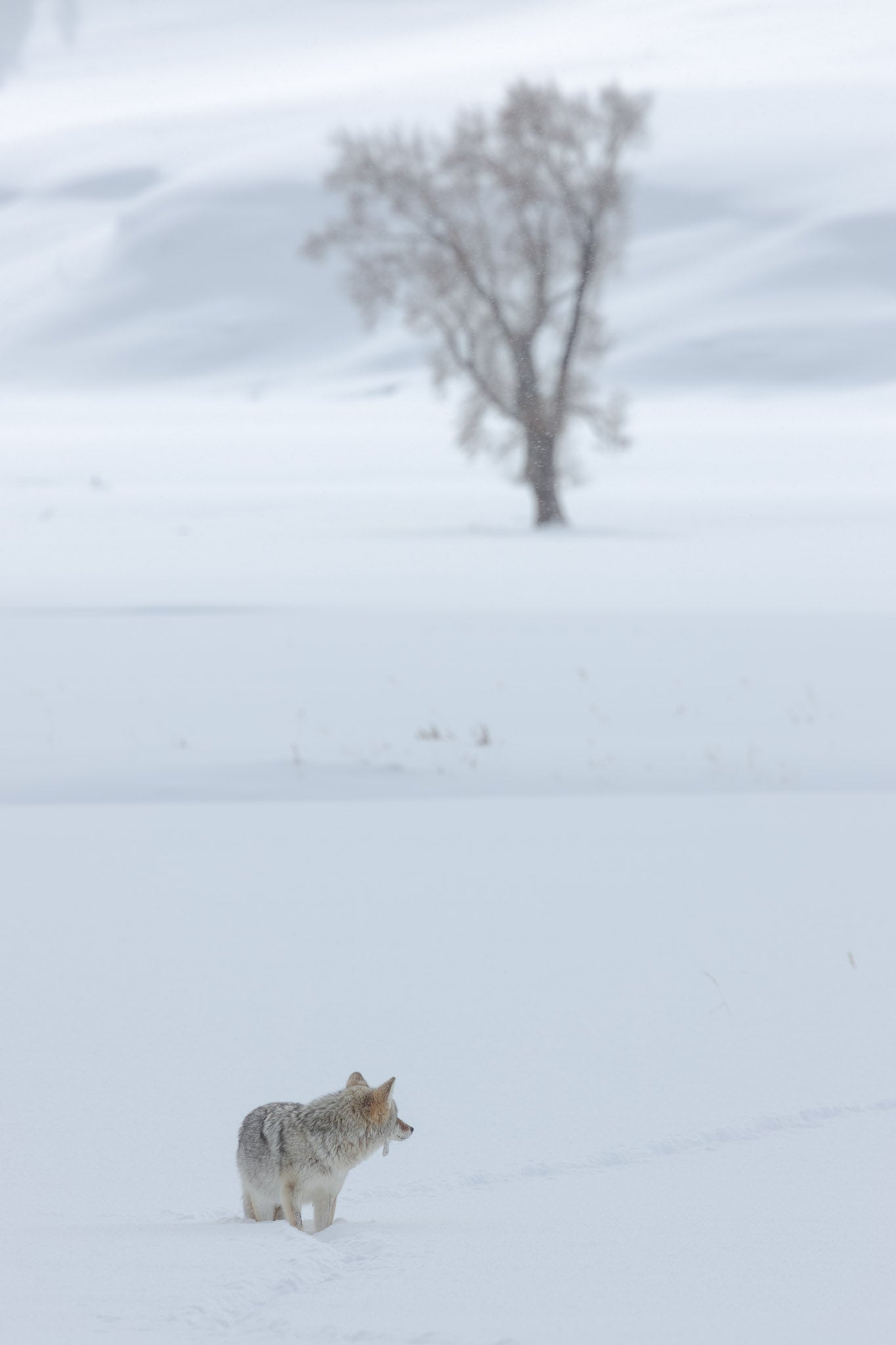 Yellowstone Winter - 2026