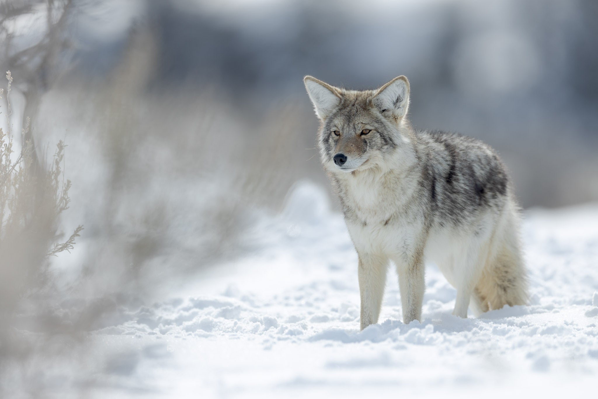 Yellowstone Winter - 2026