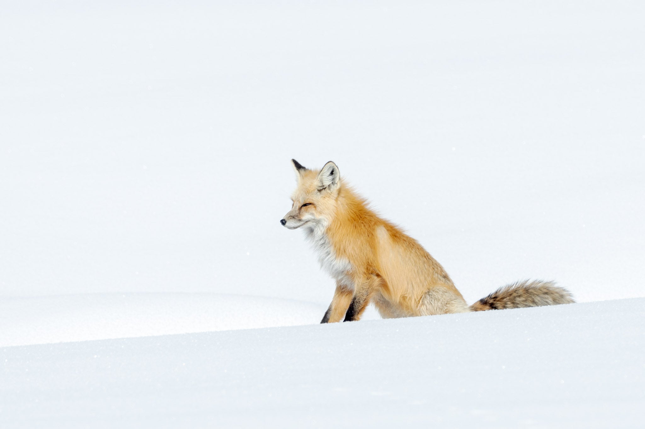 Yellowstone Winter - 2026
