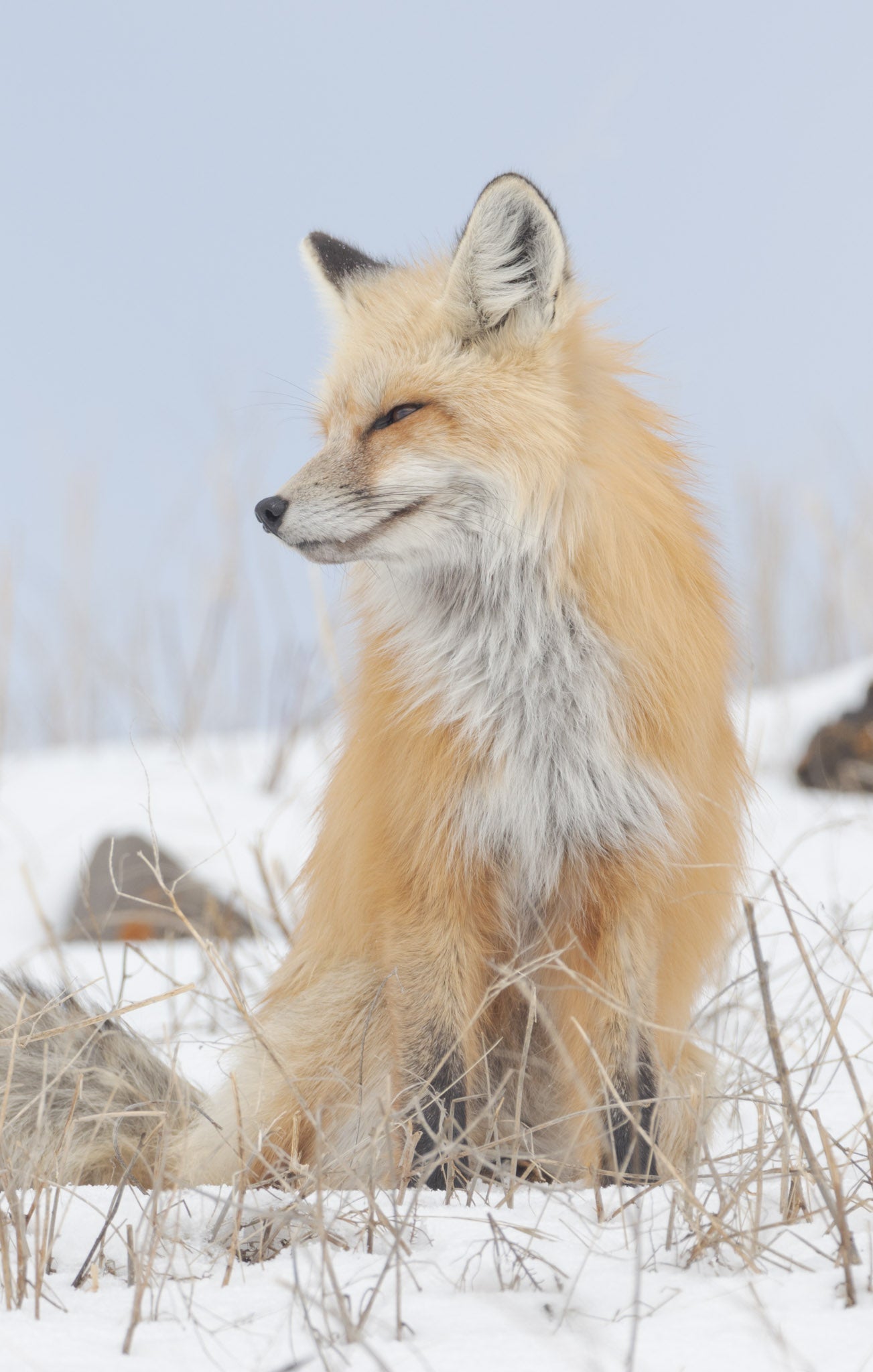 Yellowstone Winter - 2026
