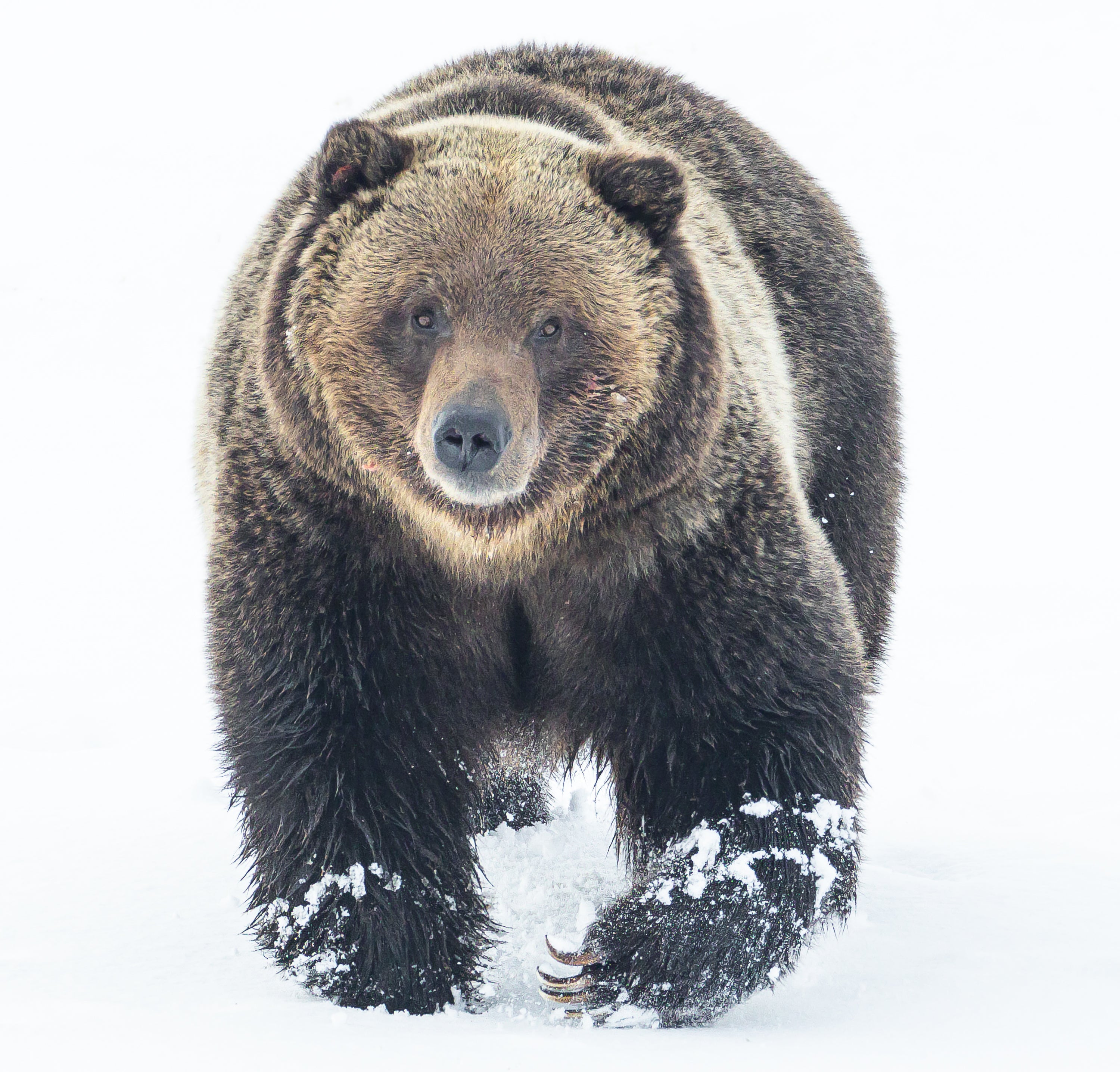 Yellowstone Winter - 2026