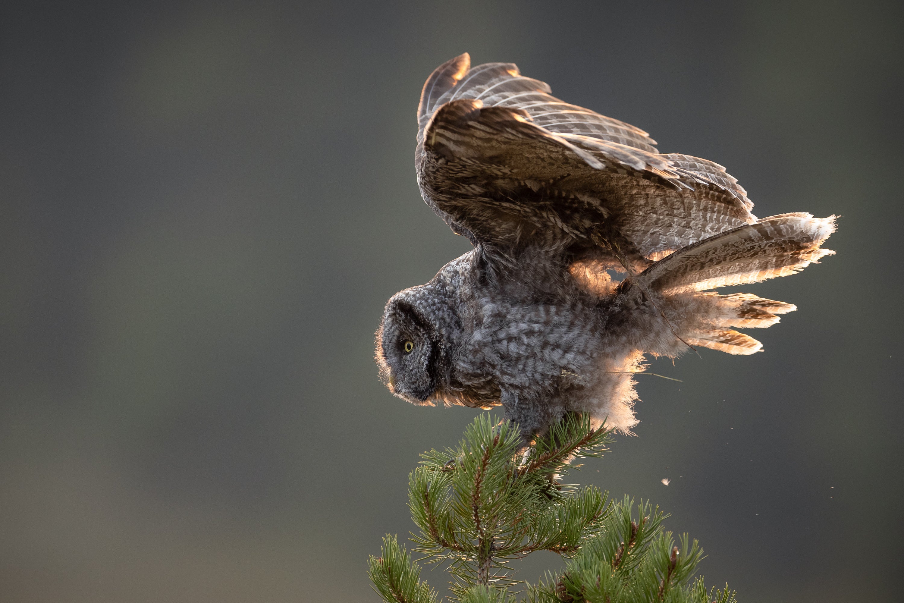 Yellowstone Fall - 2026
