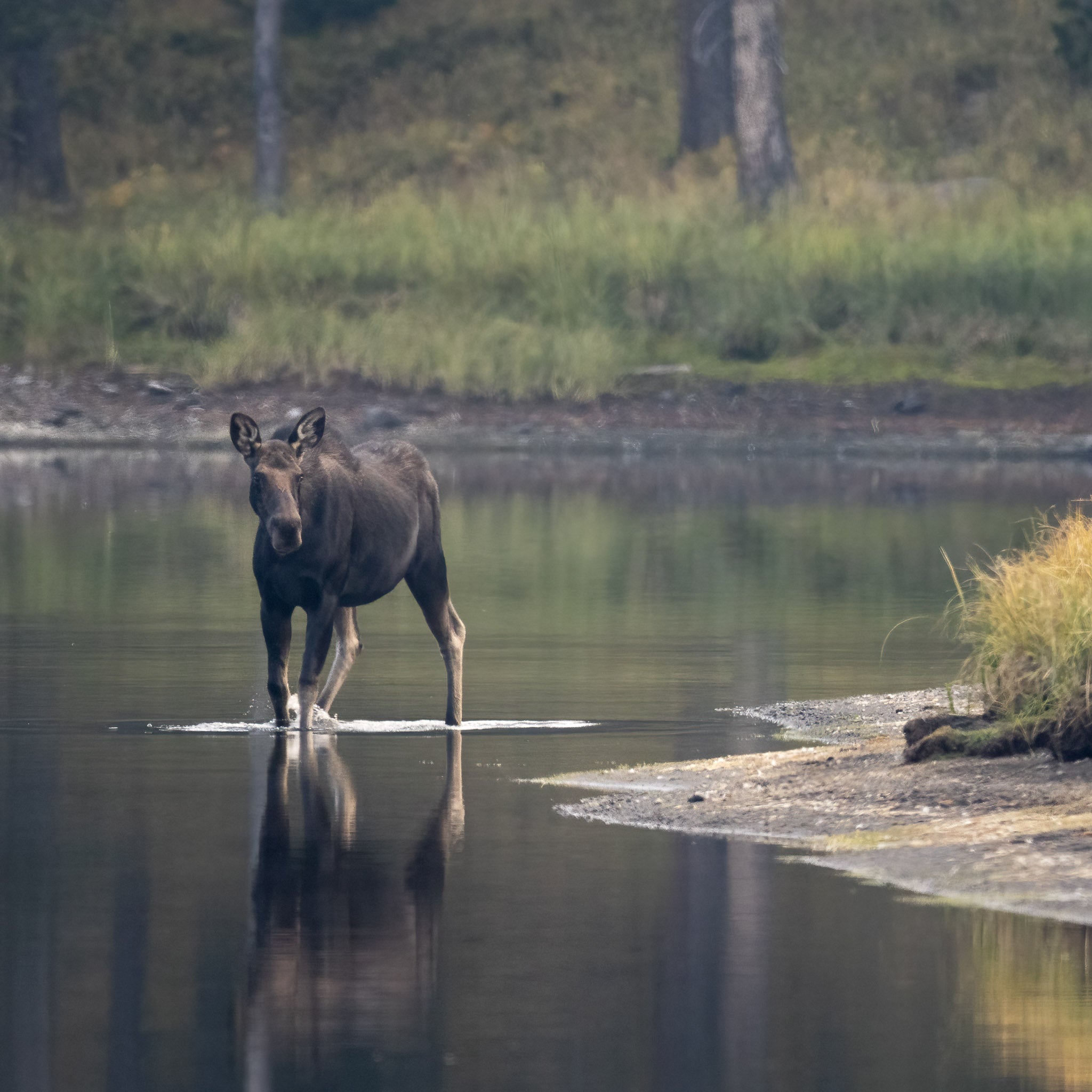 Yellowstone Fall - 2025