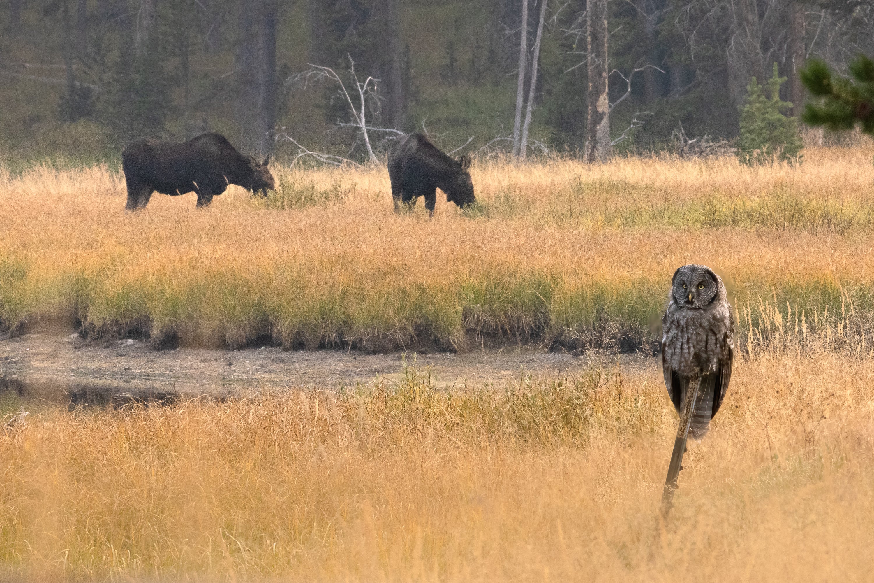 Yellowstone Fall - 2025