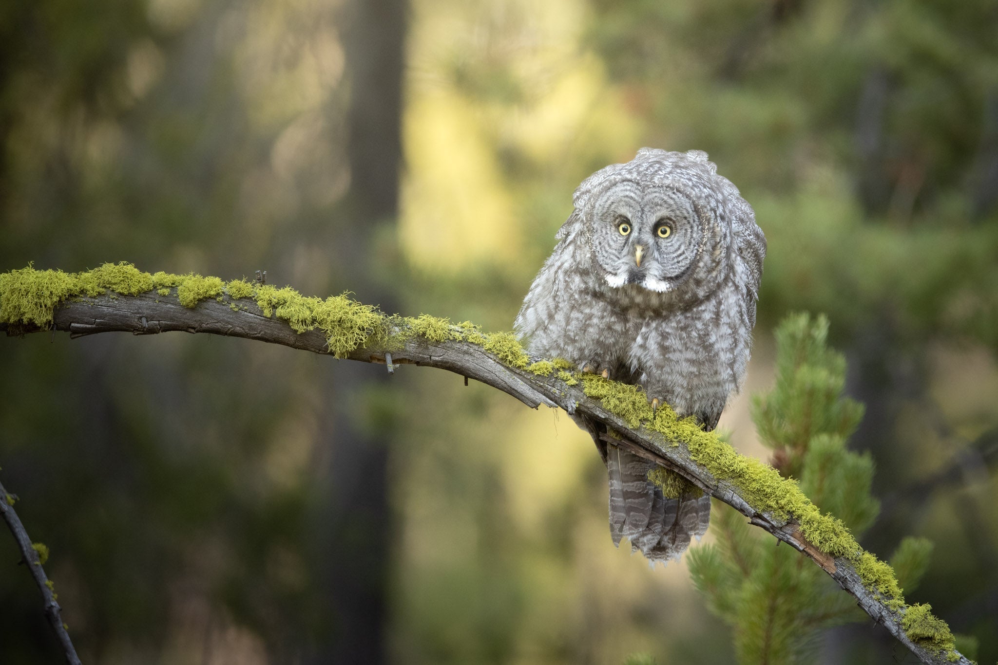 Yellowstone Fall - 2026