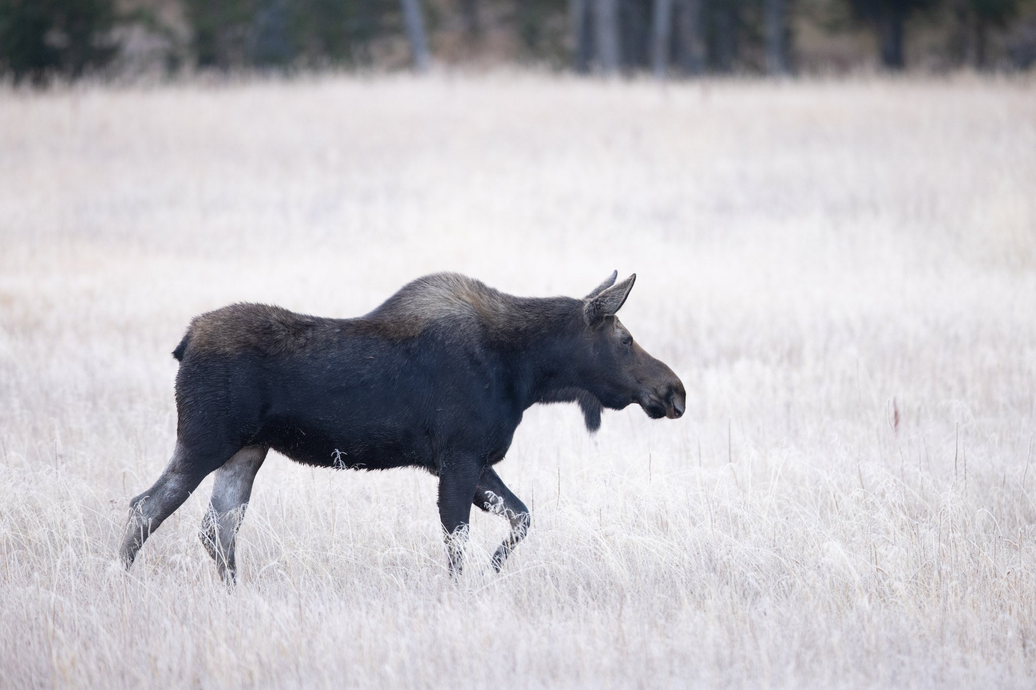 Yellowstone Fall - 2025
