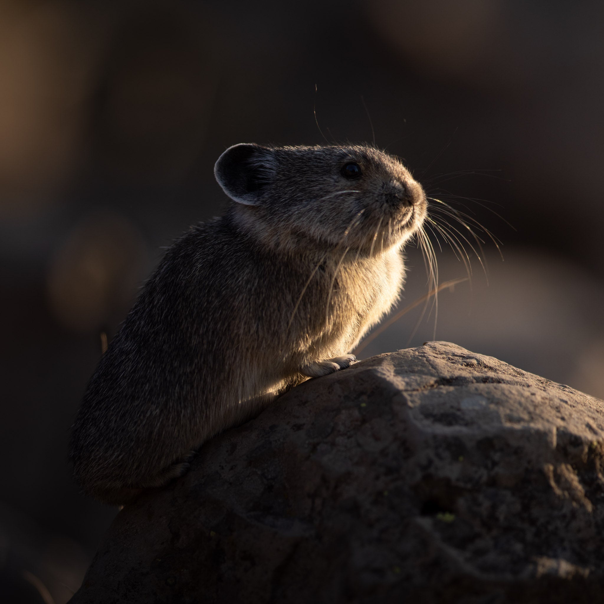 Yellowstone Fall - 2026