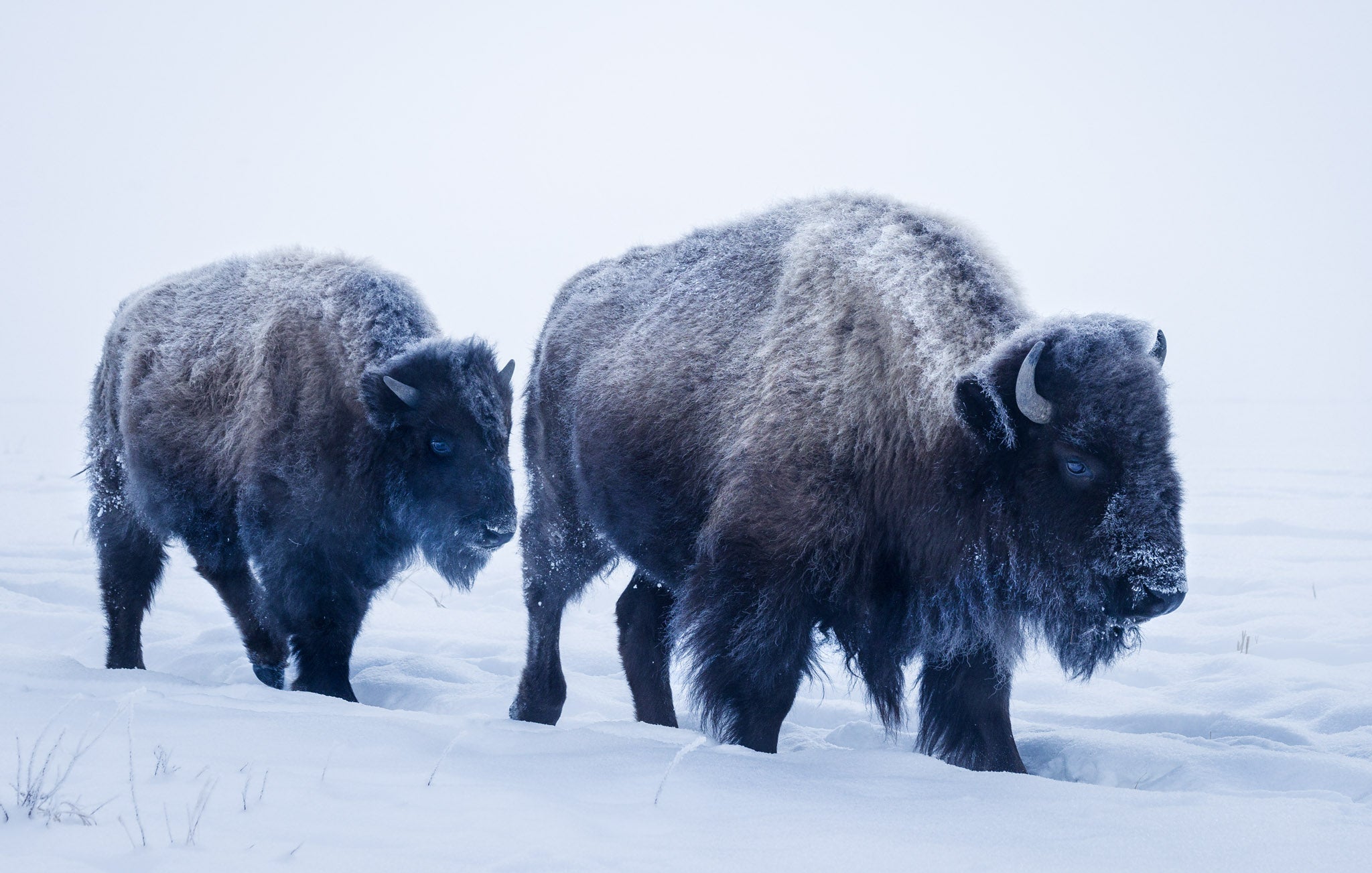 Yellowstone Winter - 2026
