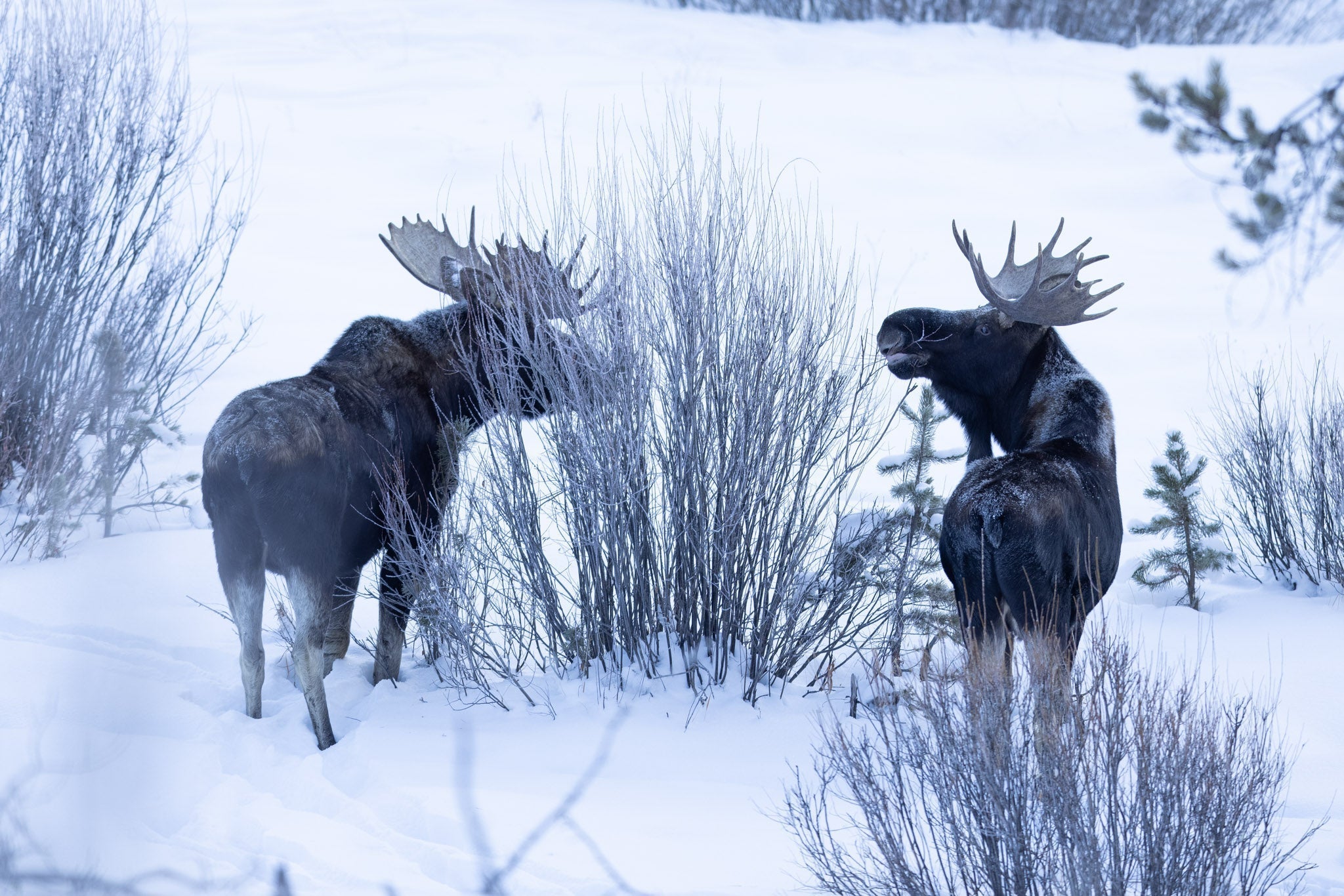 Yellowstone Winter - 2026