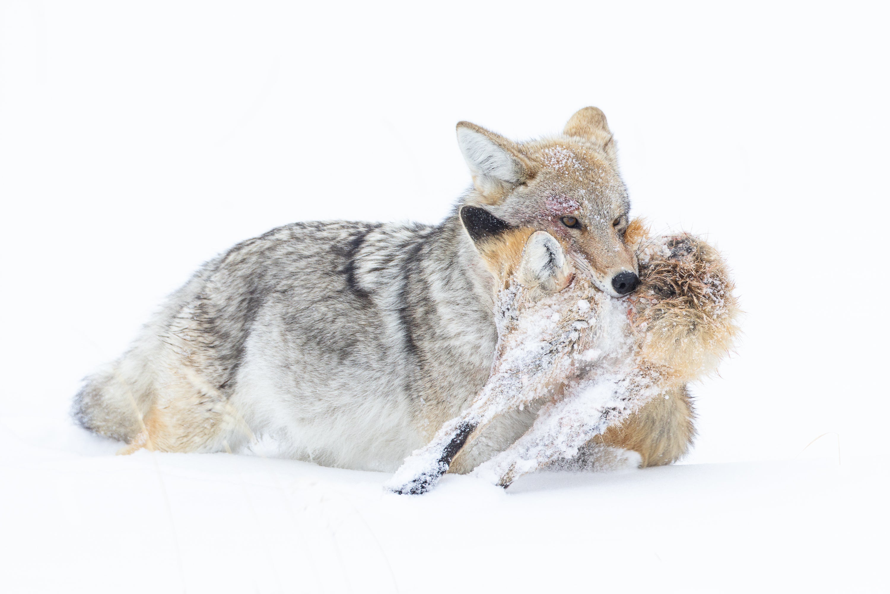 Yellowstone Winter - 2026