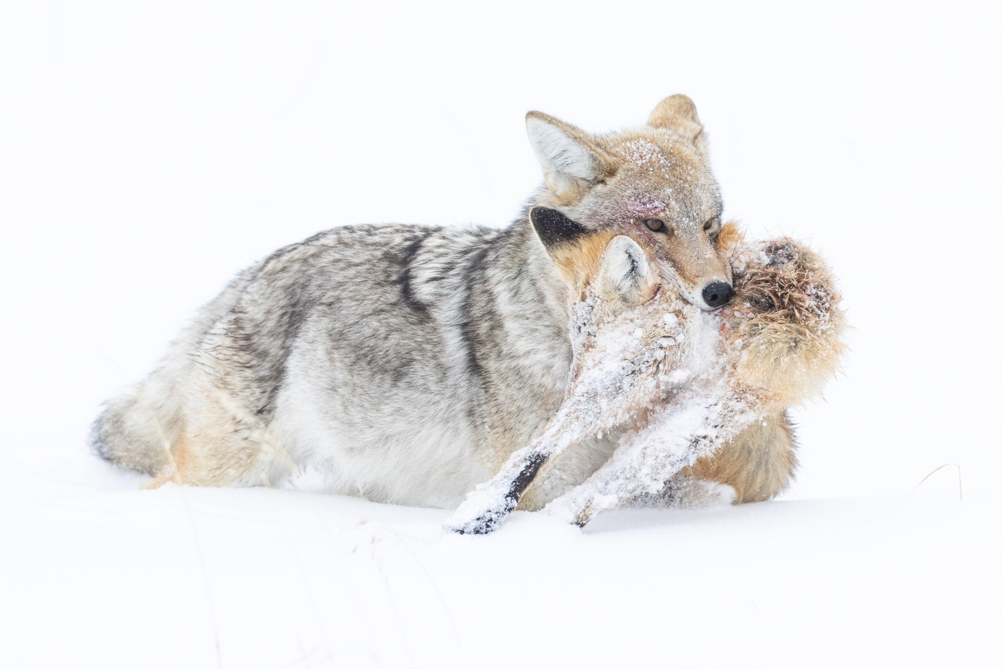 Yellowstone Winter - 2026