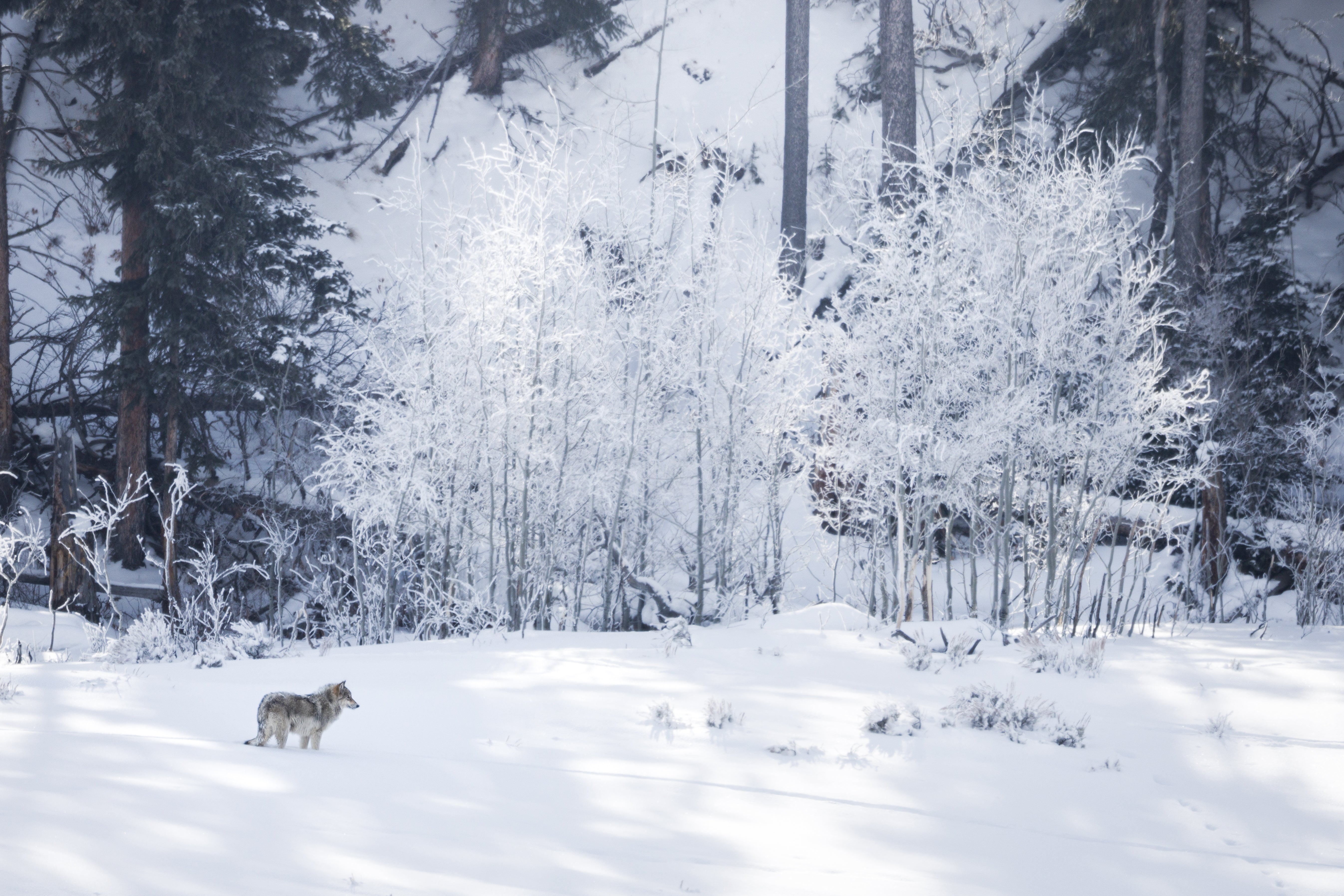 Yellowstone Winter - 2026