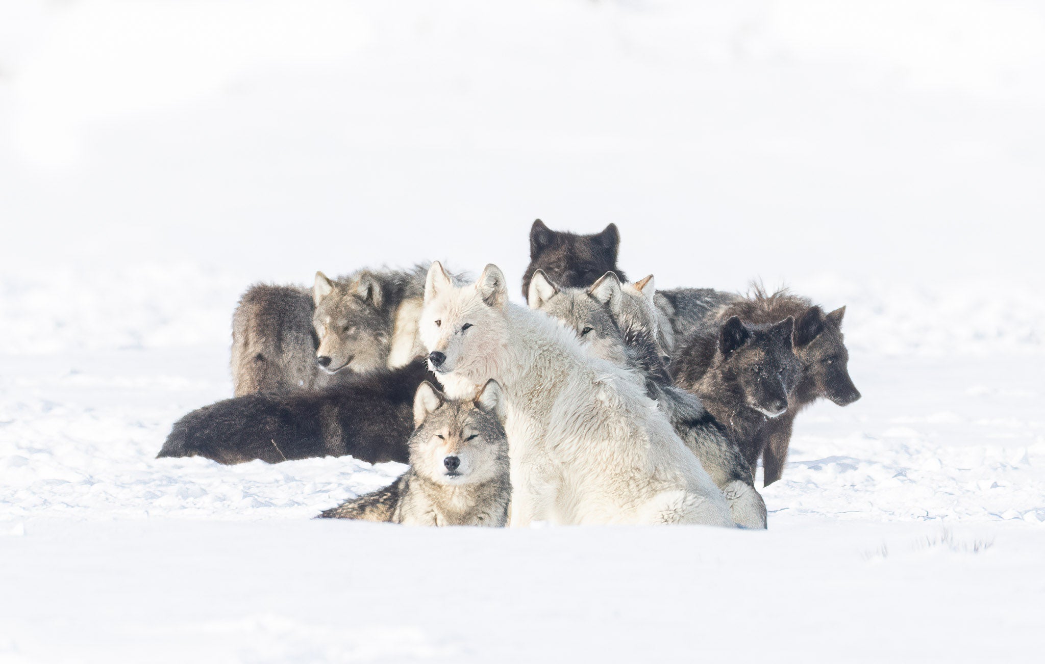 Yellowstone Winter - 2026