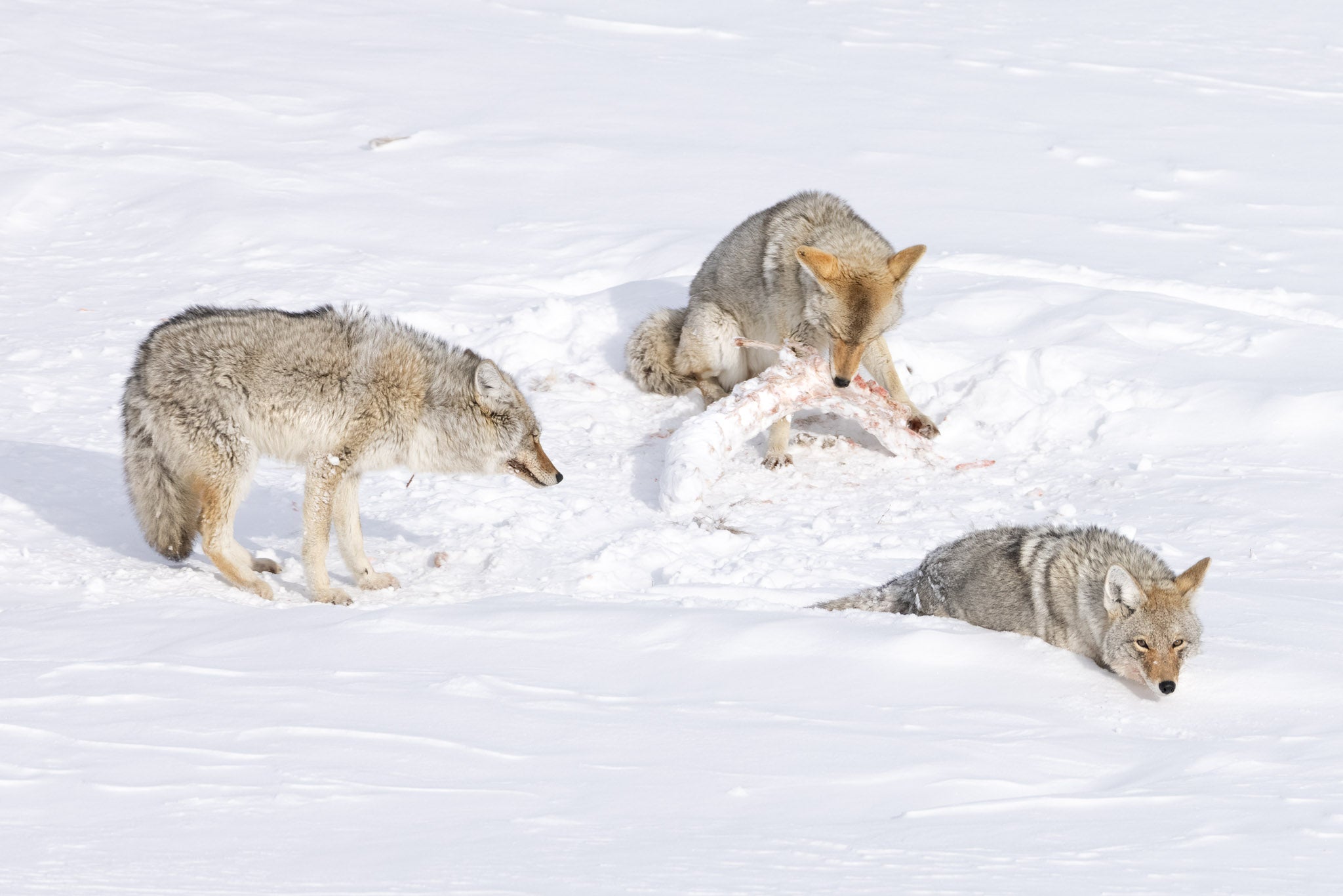 Yellowstone Winter - 2026