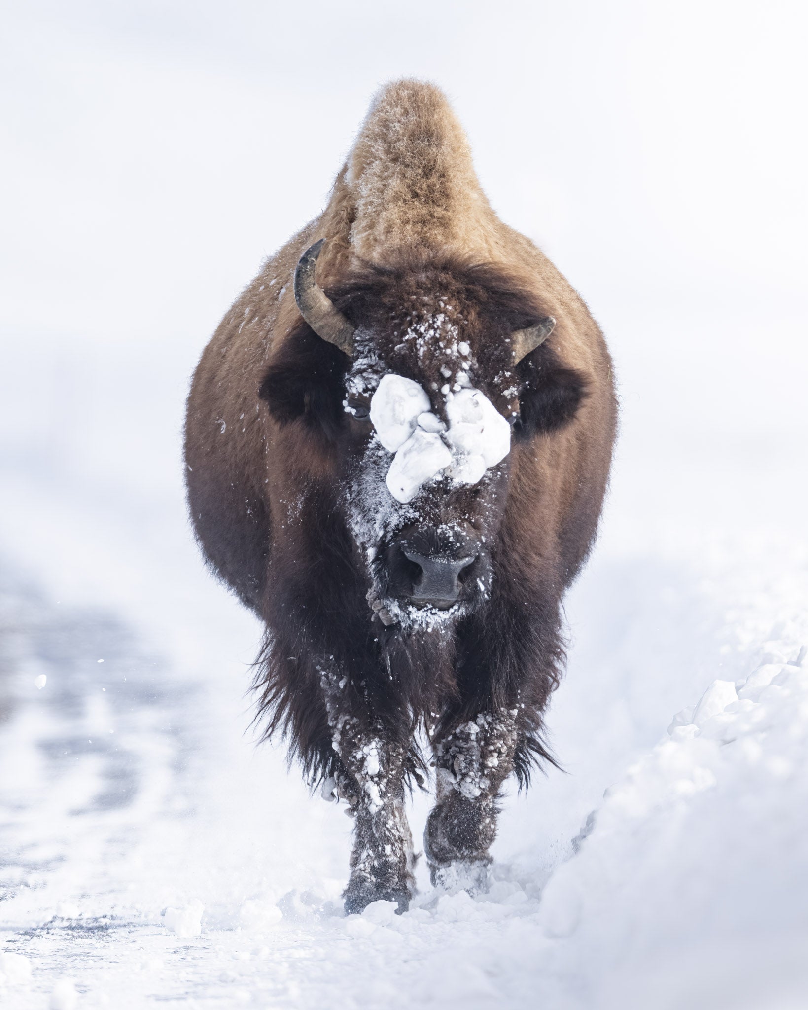 Yellowstone Winter - 2026