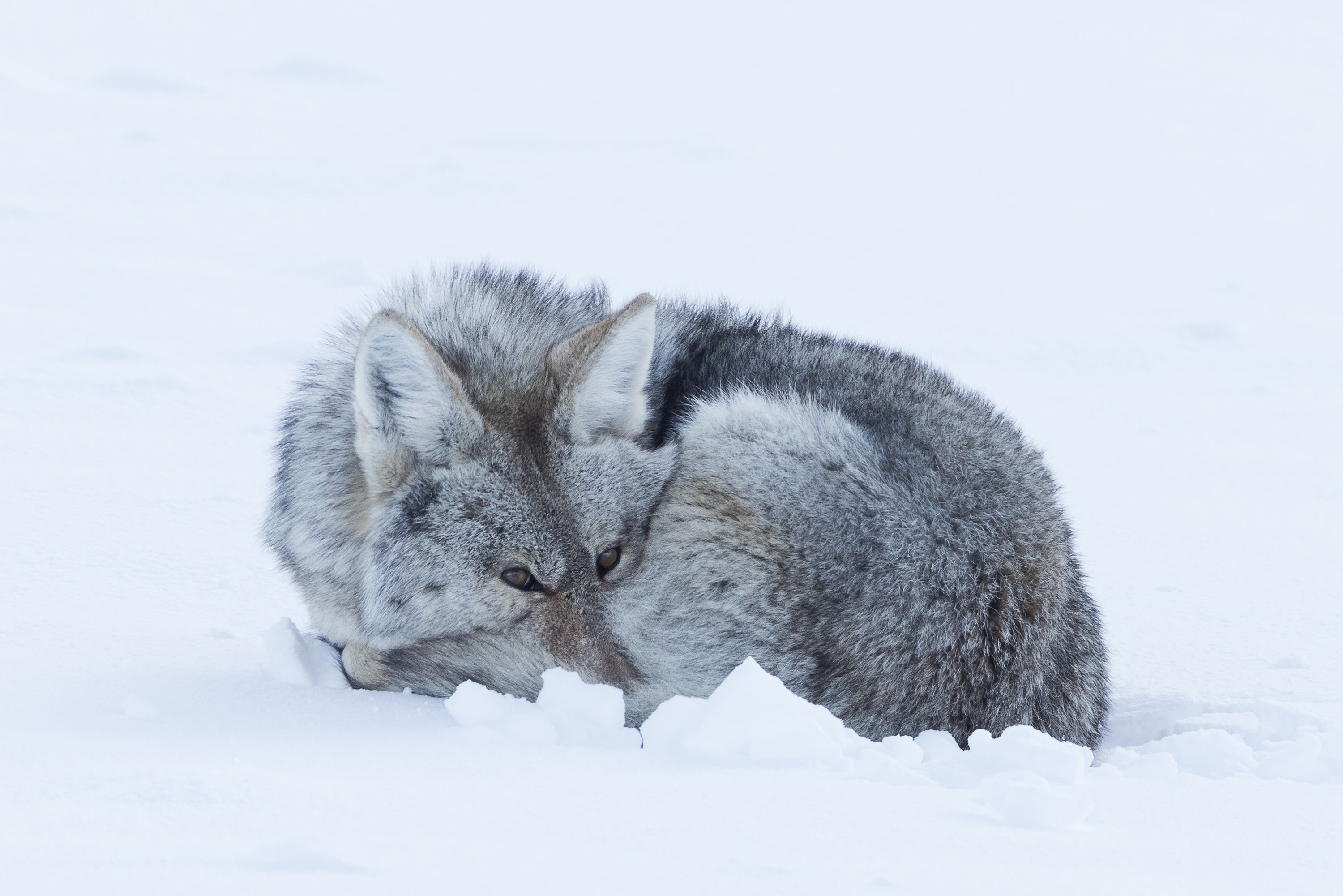 Yellowstone Winter - 2026