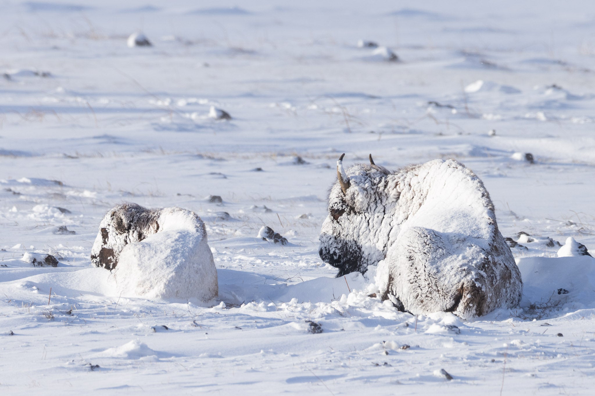 Yellowstone Winter - 2026