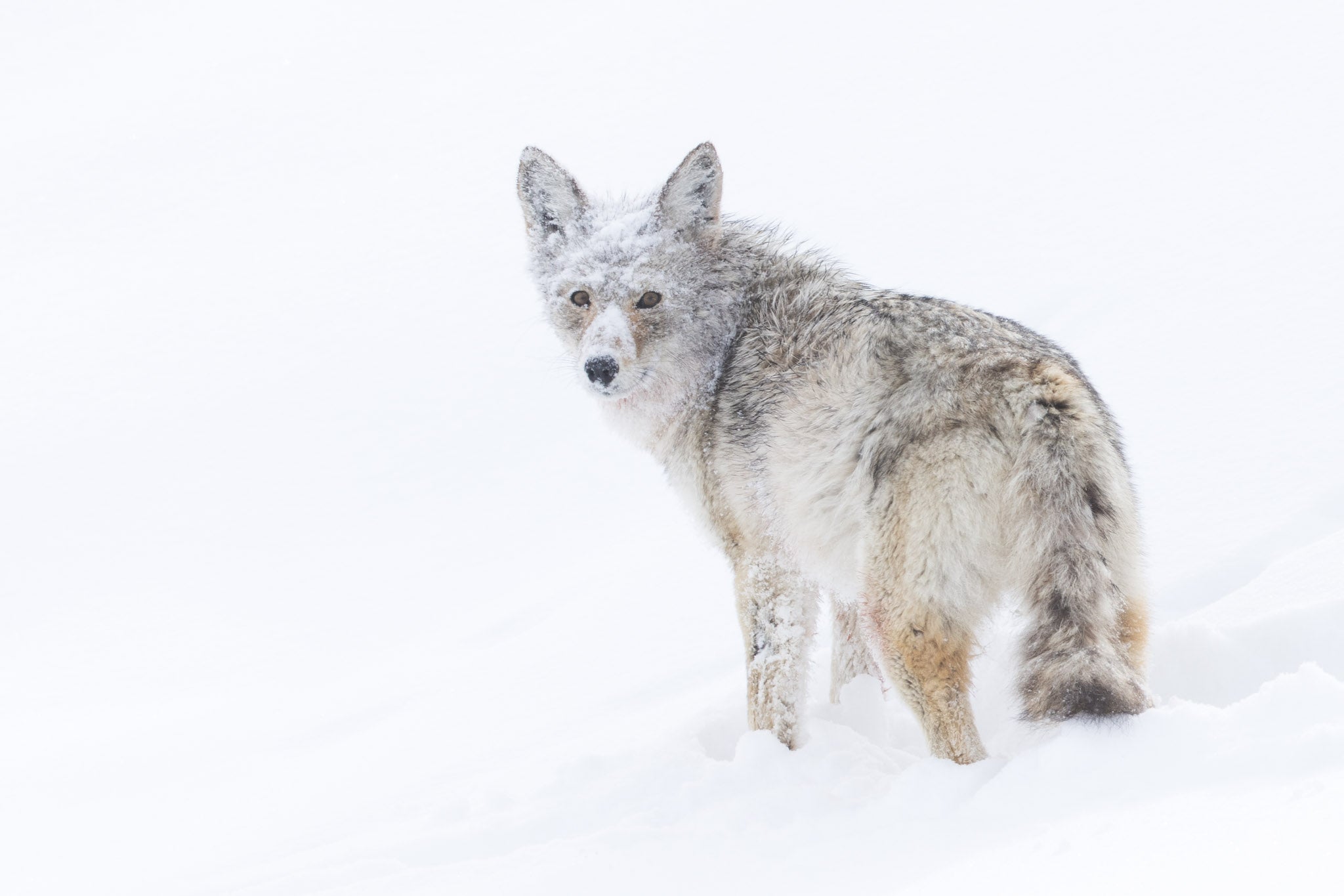 Yellowstone Winter - 2026