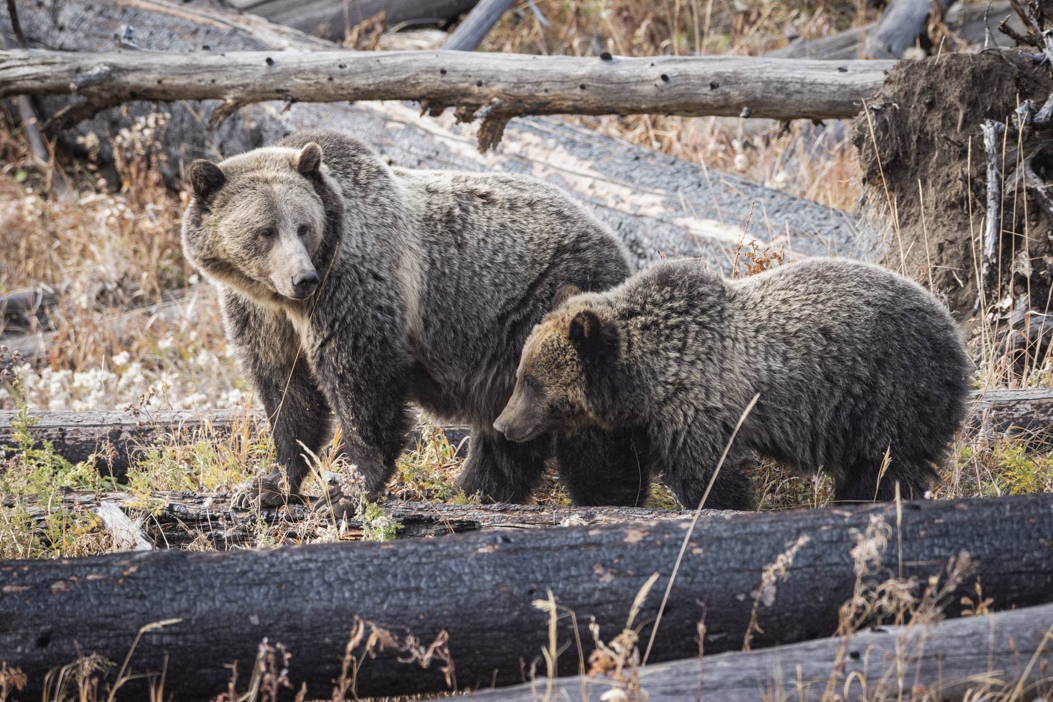 Yellowstone Fall - 2026