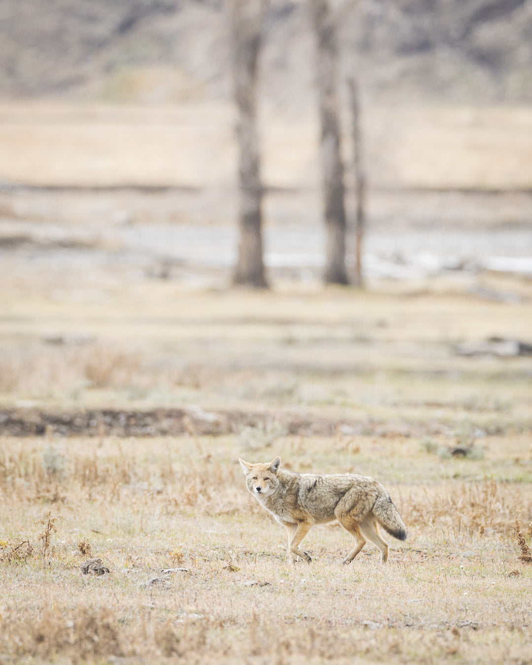 Yellowstone Fall - 2026