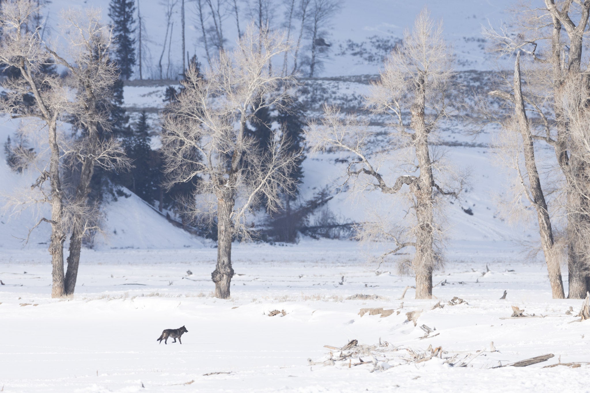 Yellowstone Winter