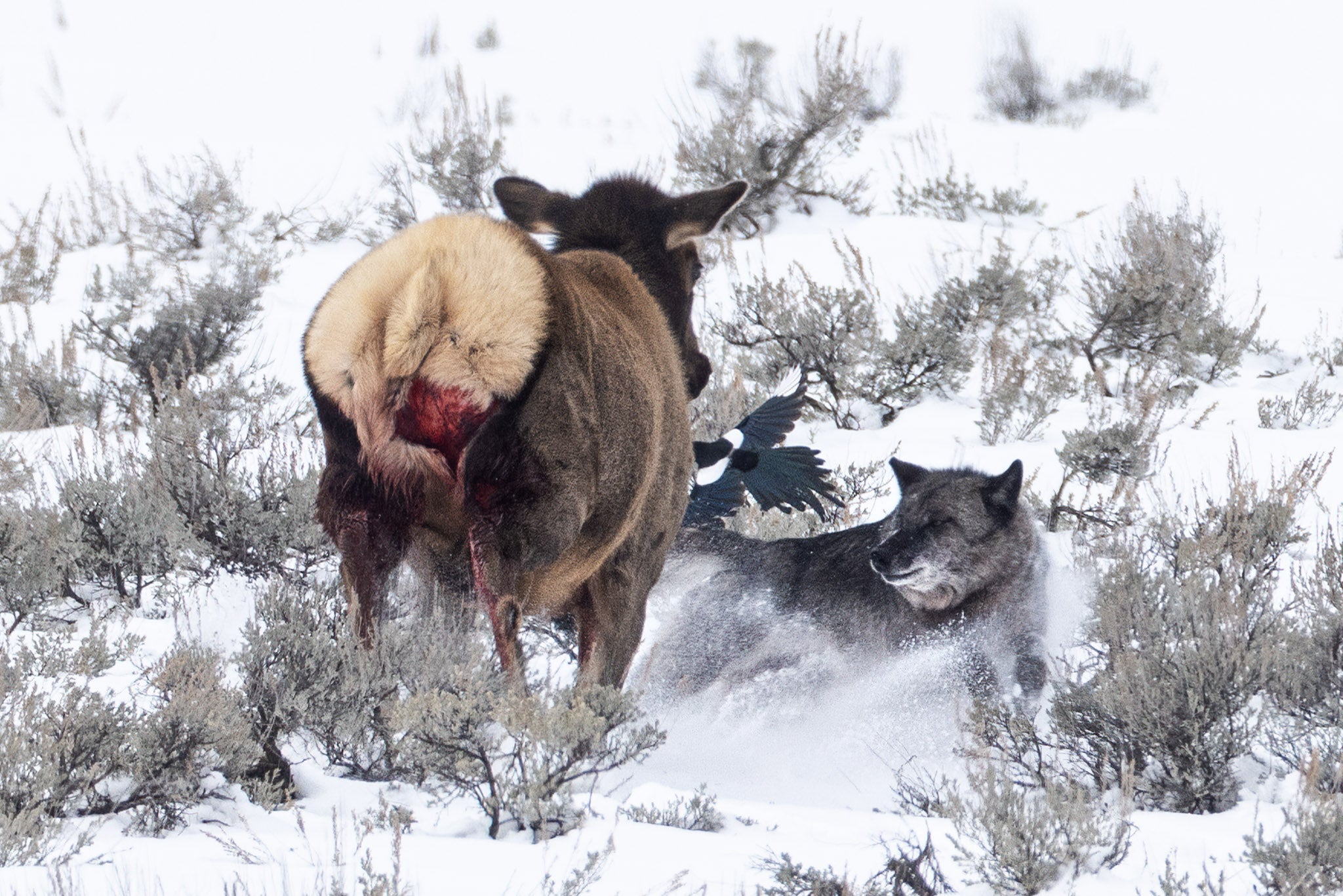 Yellowstone Winter - 2026