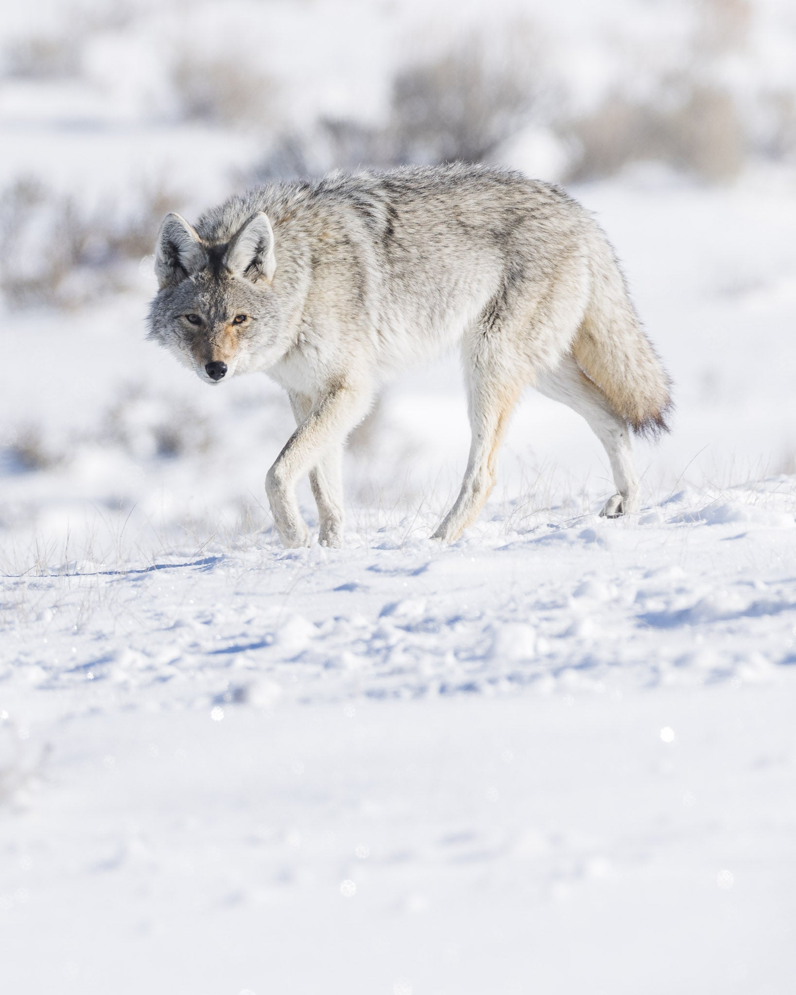 Yellowstone Winter - 2026