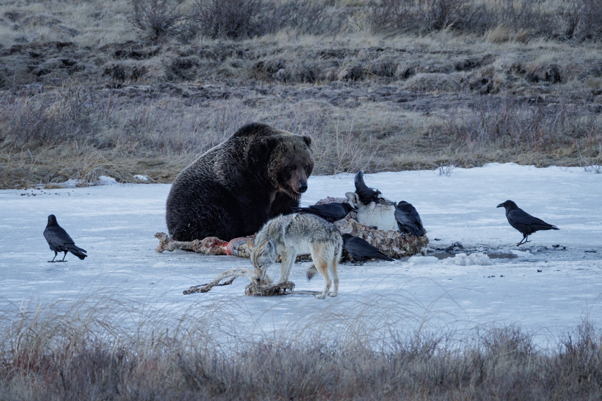 Yellowstone Winter