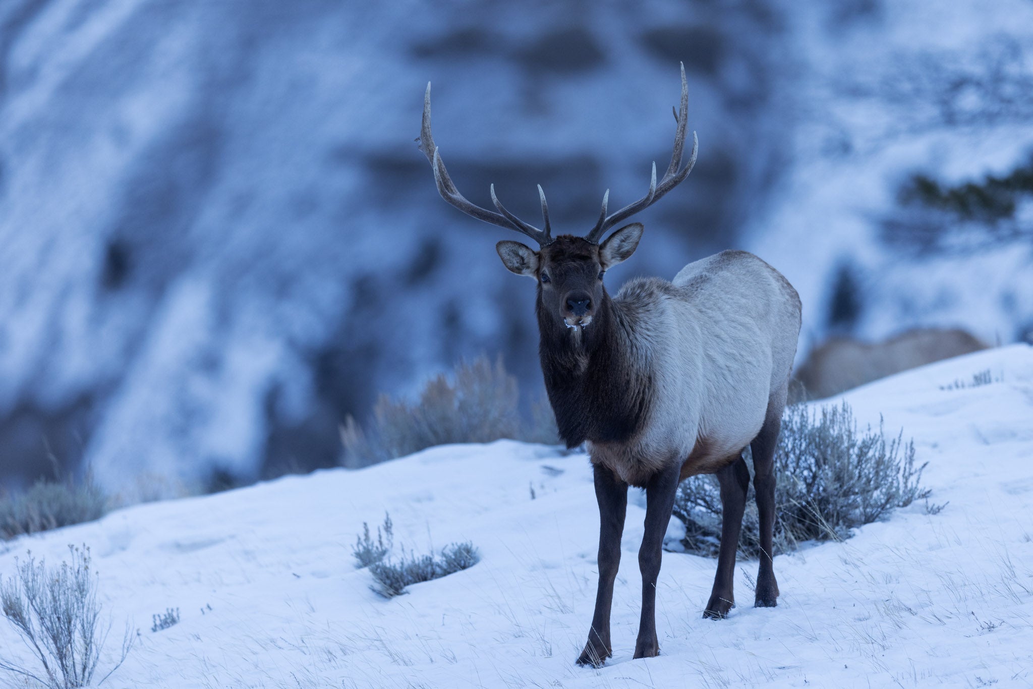 Yellowstone Winter - 2026