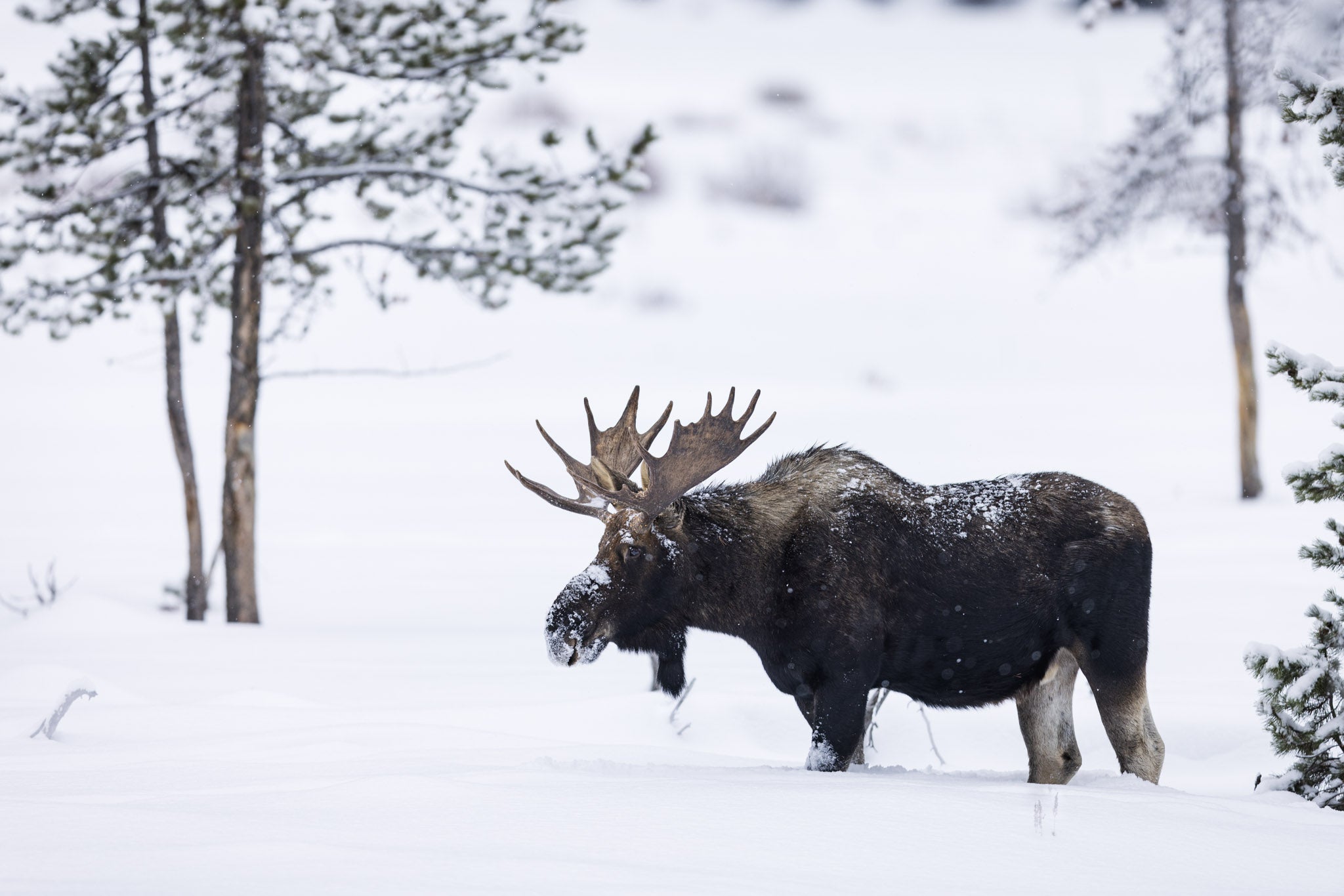 Yellowstone Winter 2025 Wildlife Photography Yellowstone