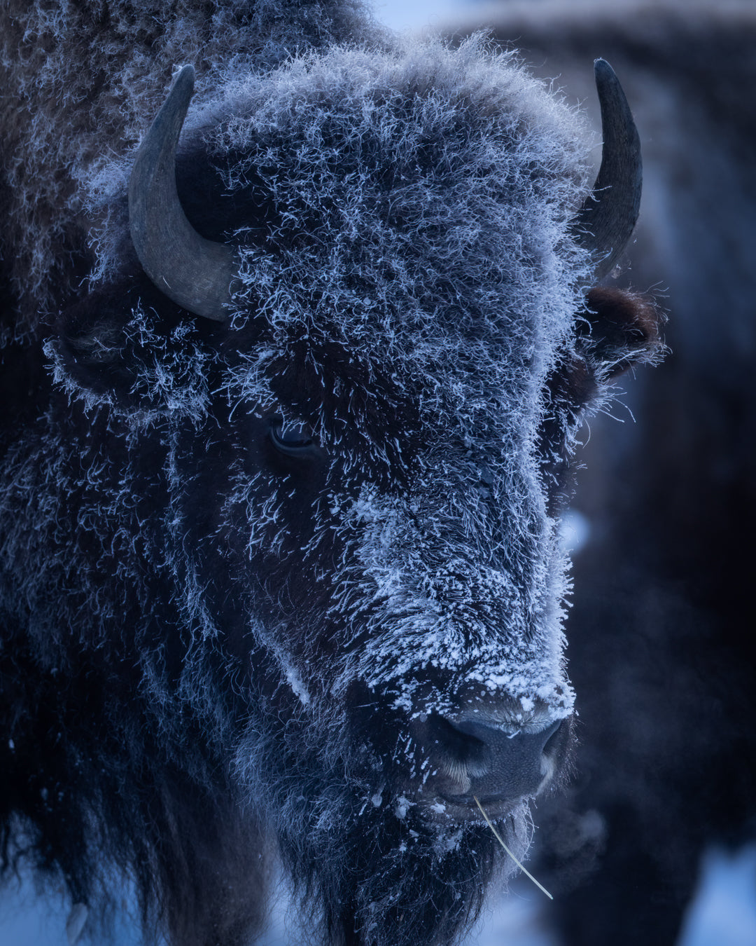 Yellowstone Winter - 2026