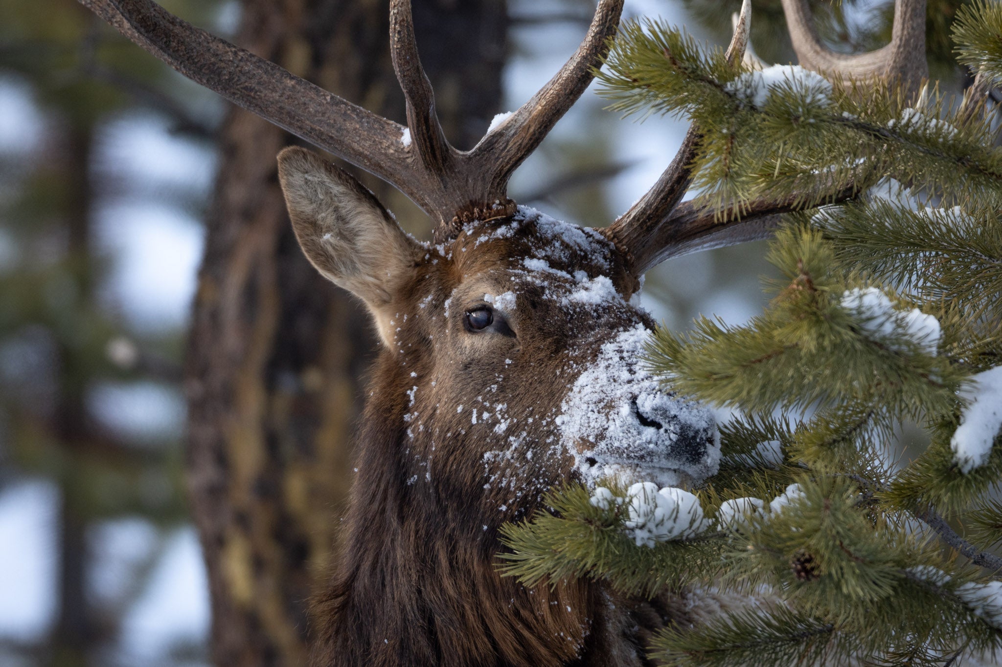 Yellowstone Winter