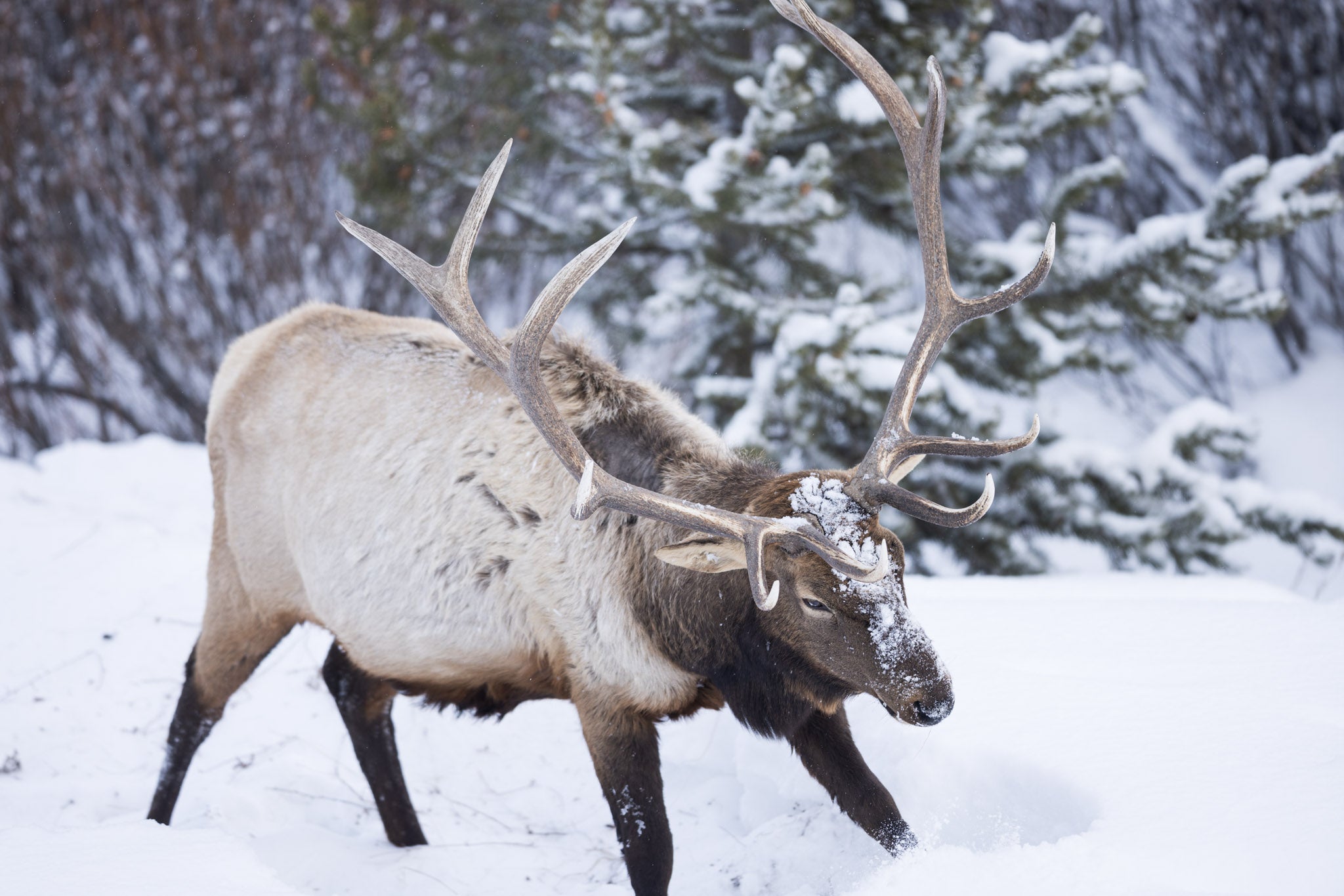 Yellowstone Winter - 2026