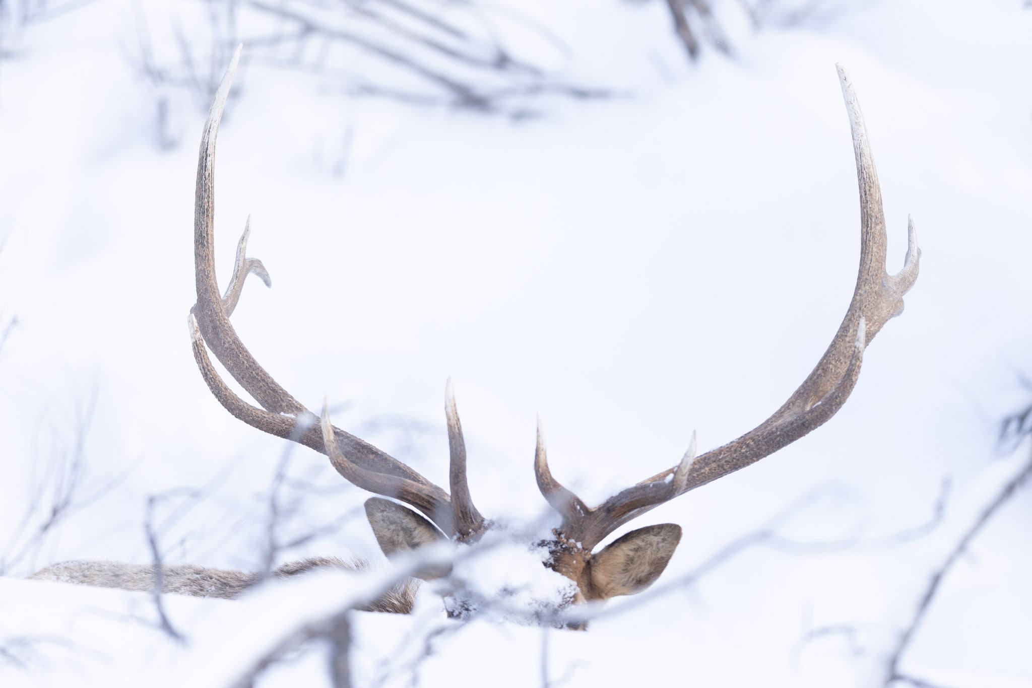 Yellowstone Winter - 2026