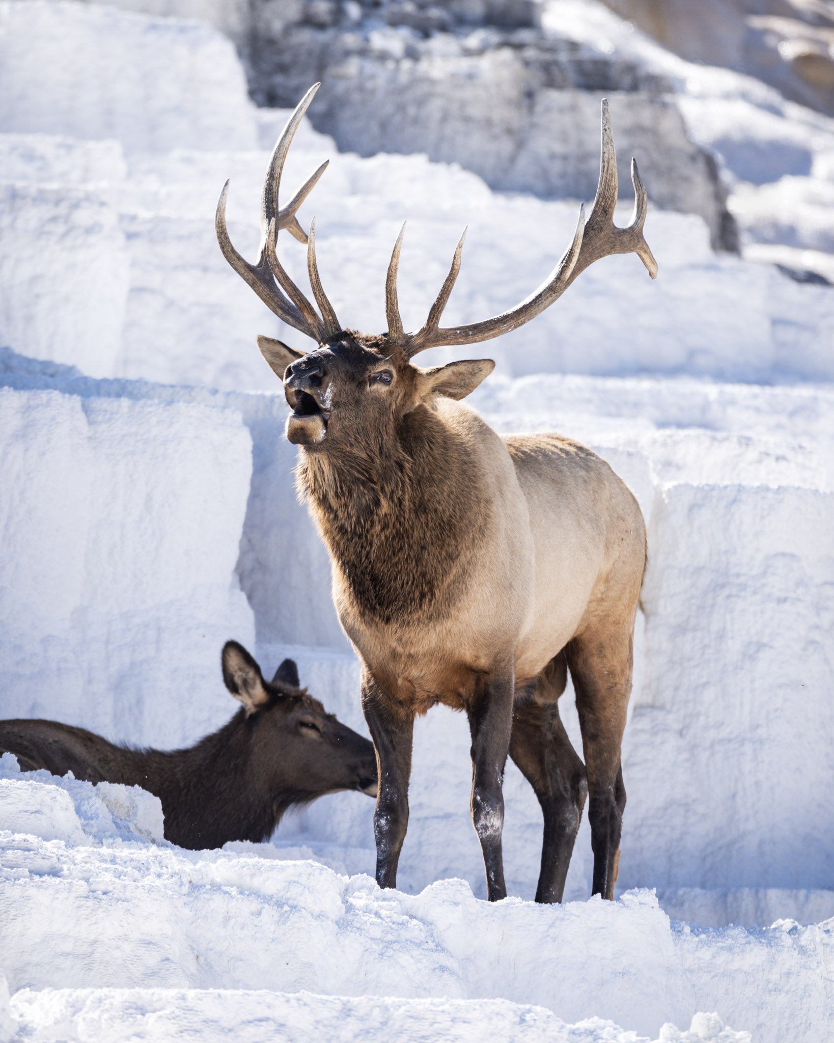 Yellowstone Fall - 2026