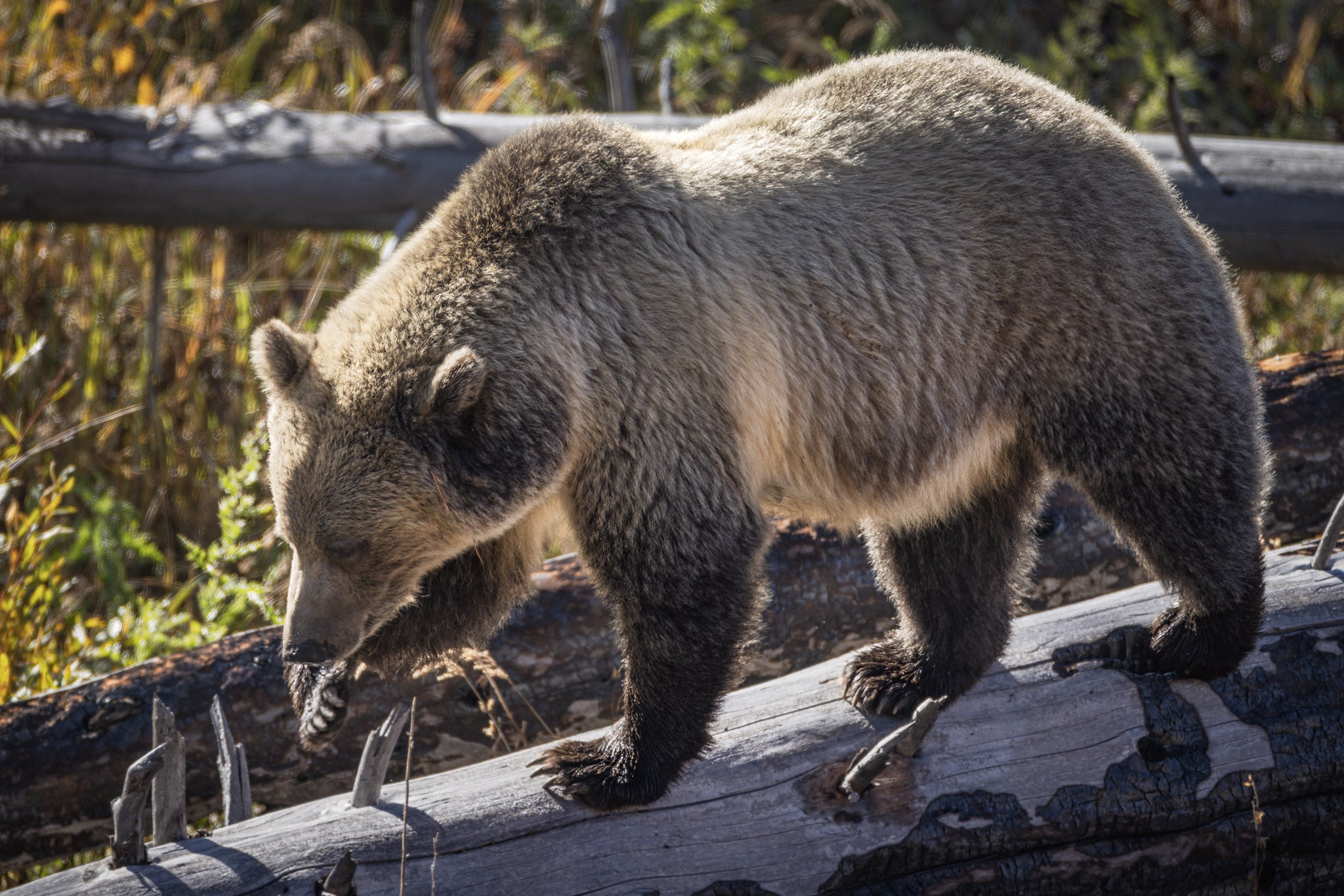 Yellowstone Fall - 2026
