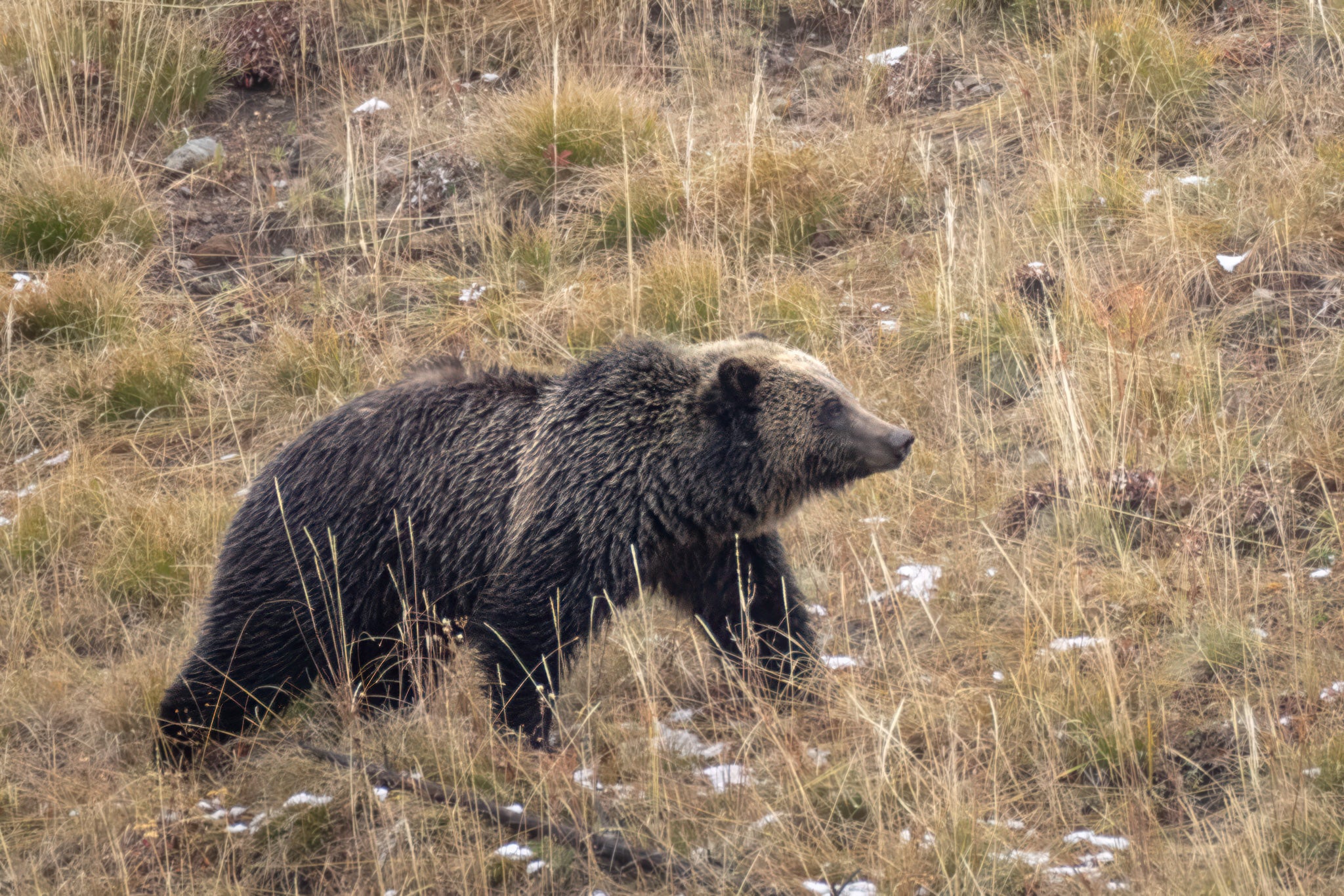 Yellowstone Fall - 2025
