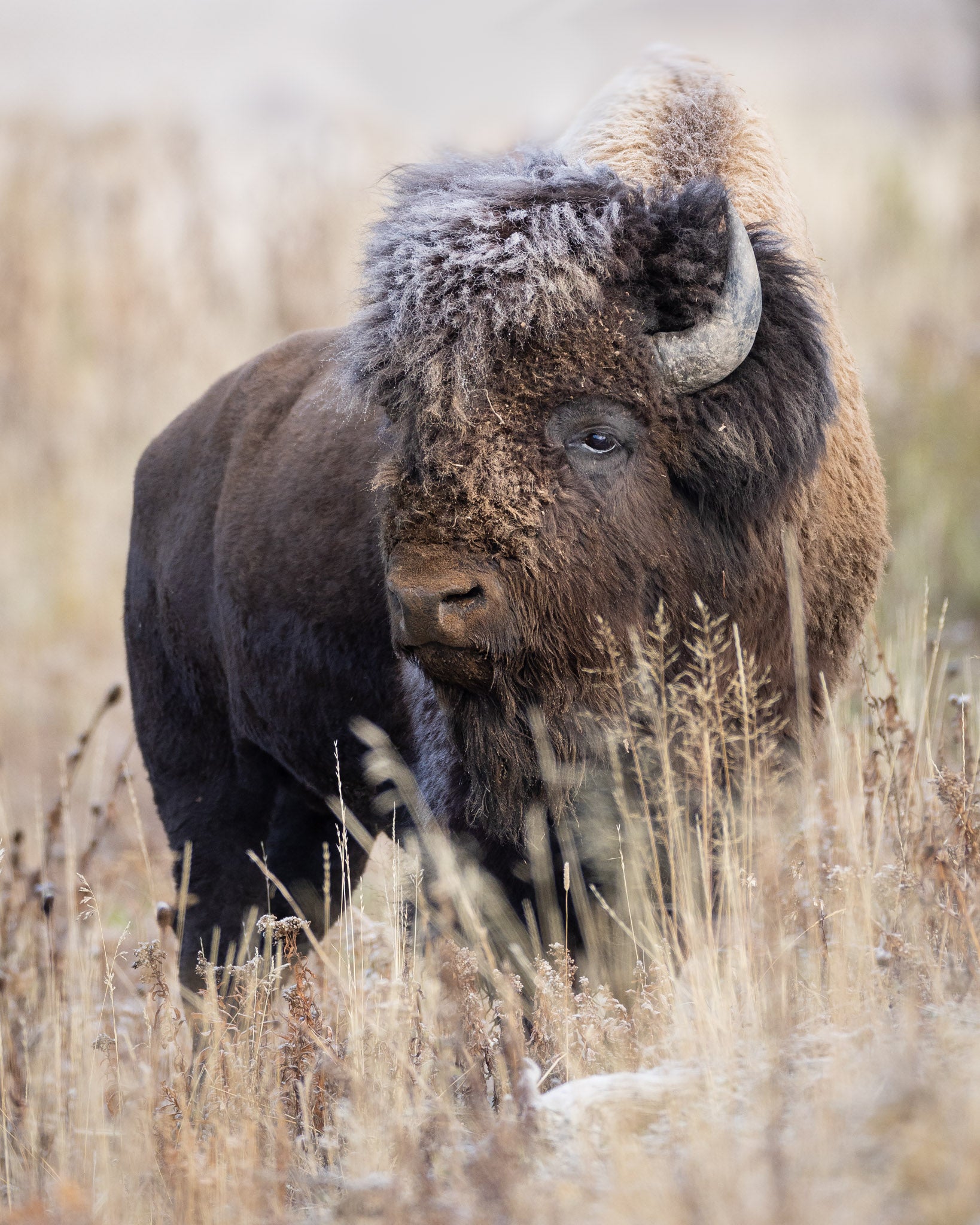 Yellowstone Fall - 2025