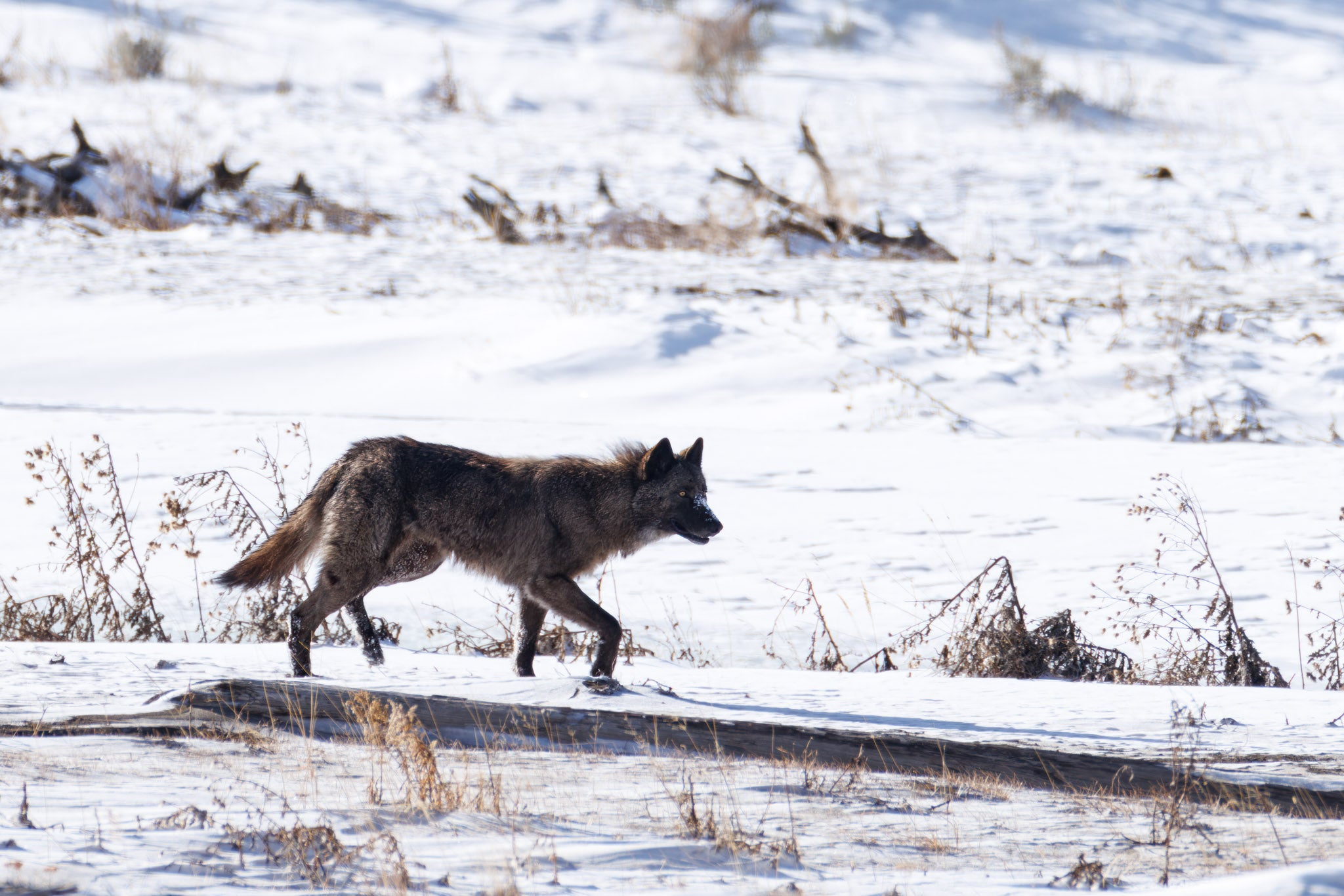 Yellowstone Winter - 2026