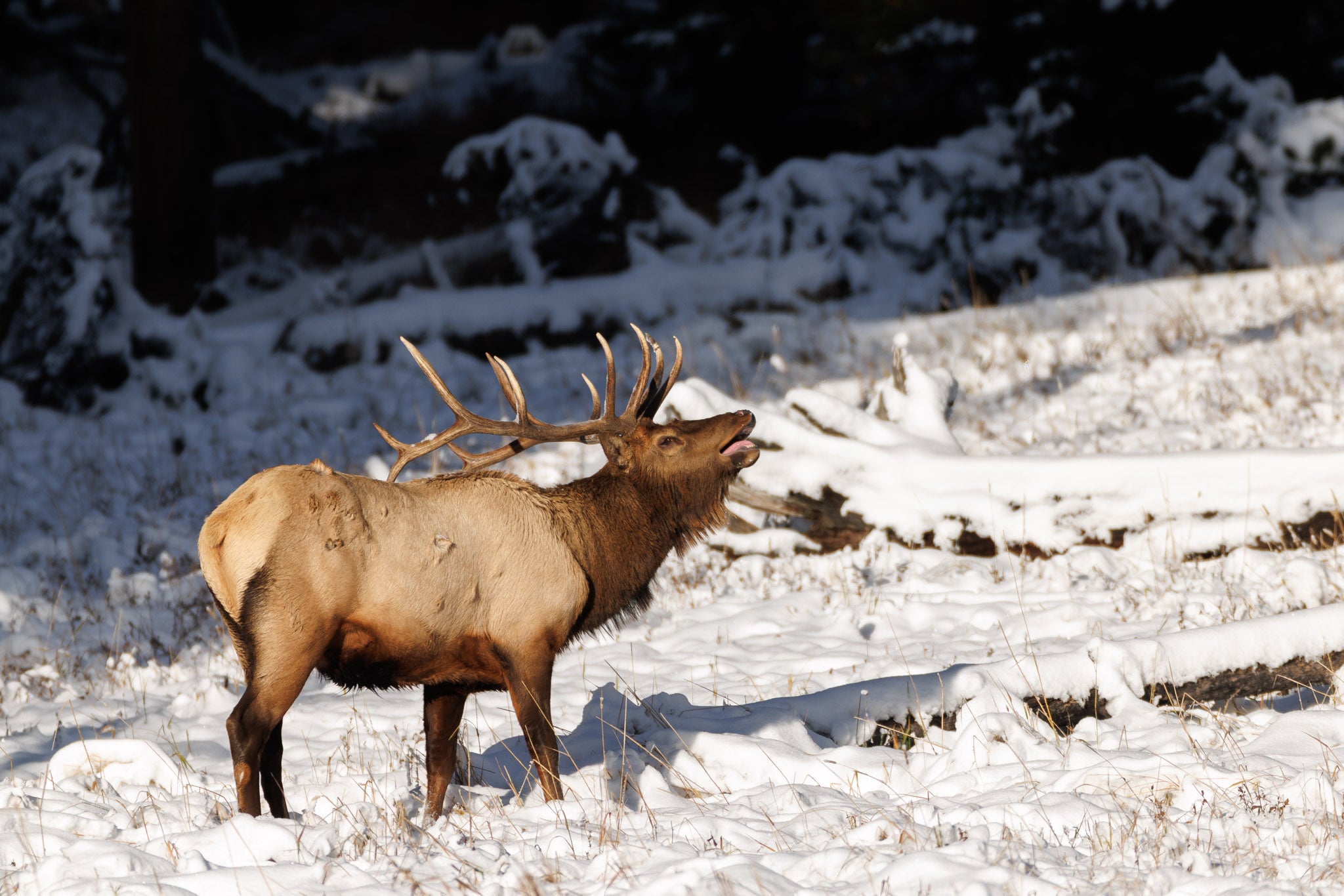 Yellowstone Fall - 2026