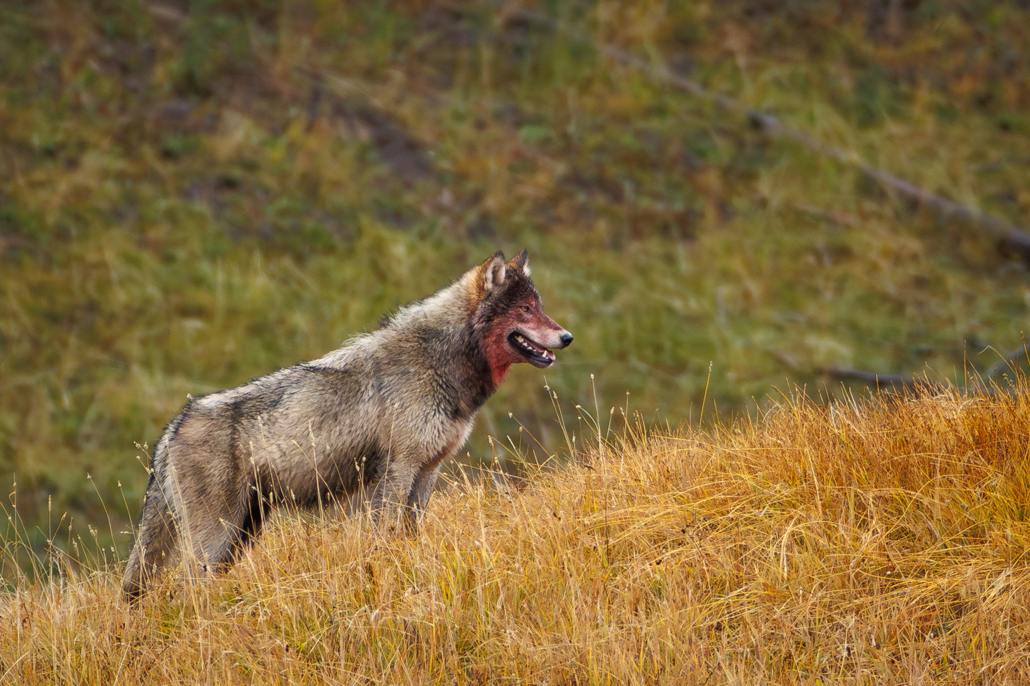 Yellowstone Fall - 2026