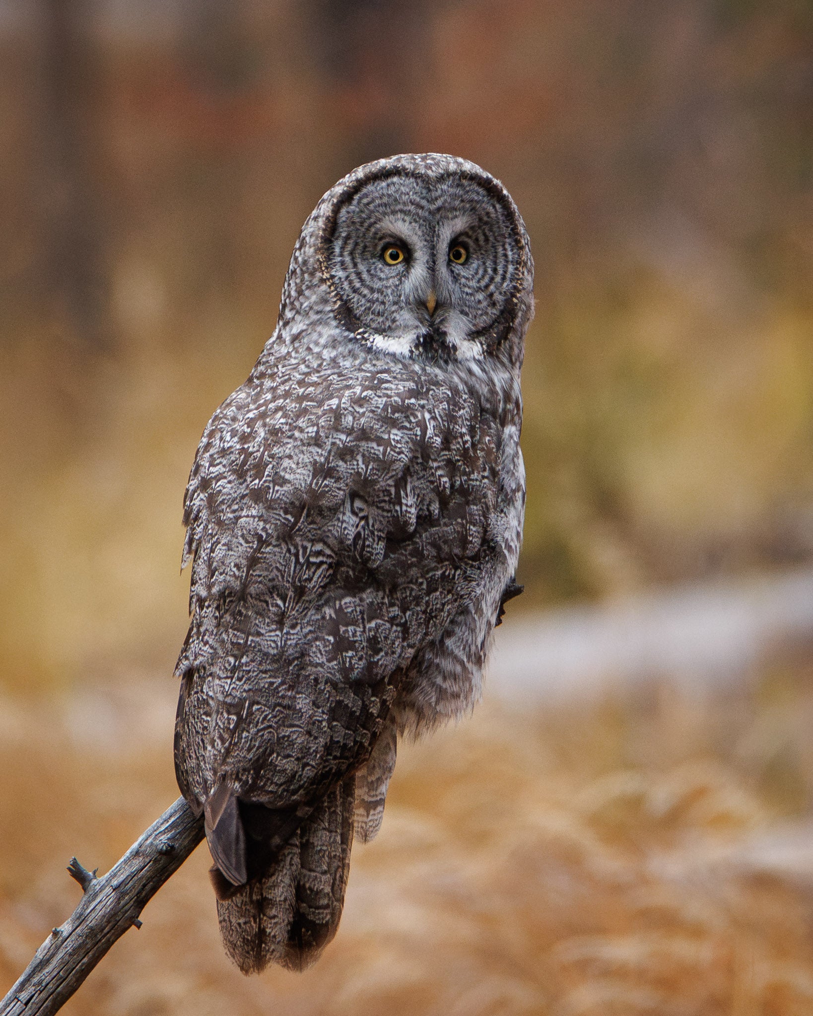 Yellowstone Fall - 2026